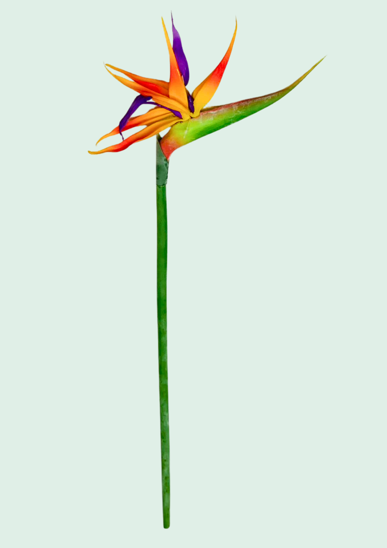 Bird of Paradise Flower Spray