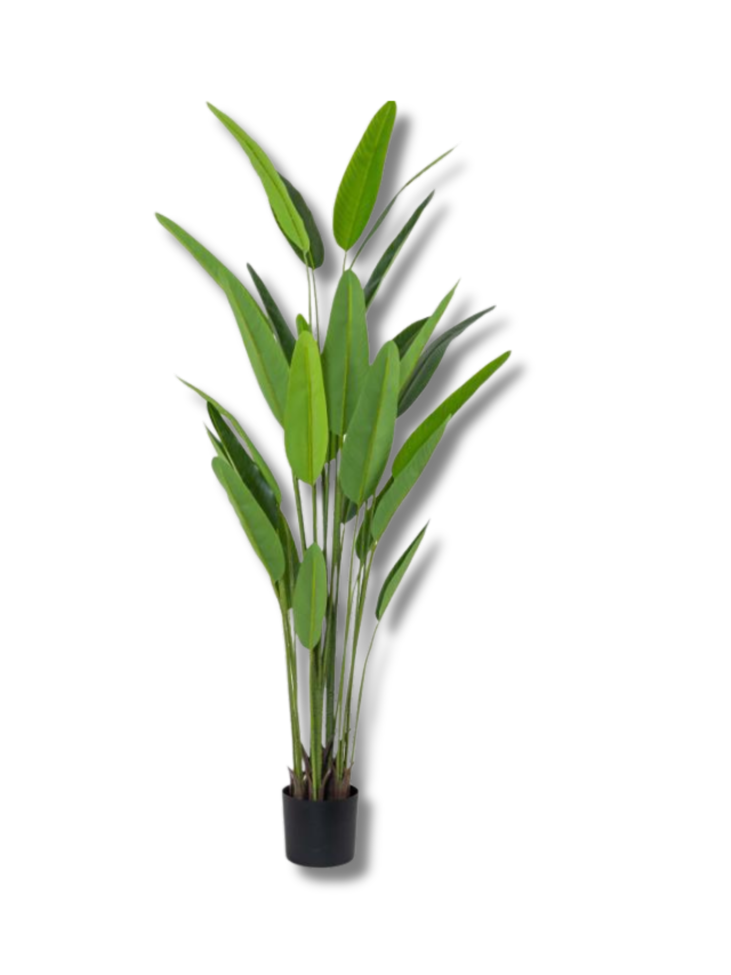 Bird of Paradise Potted