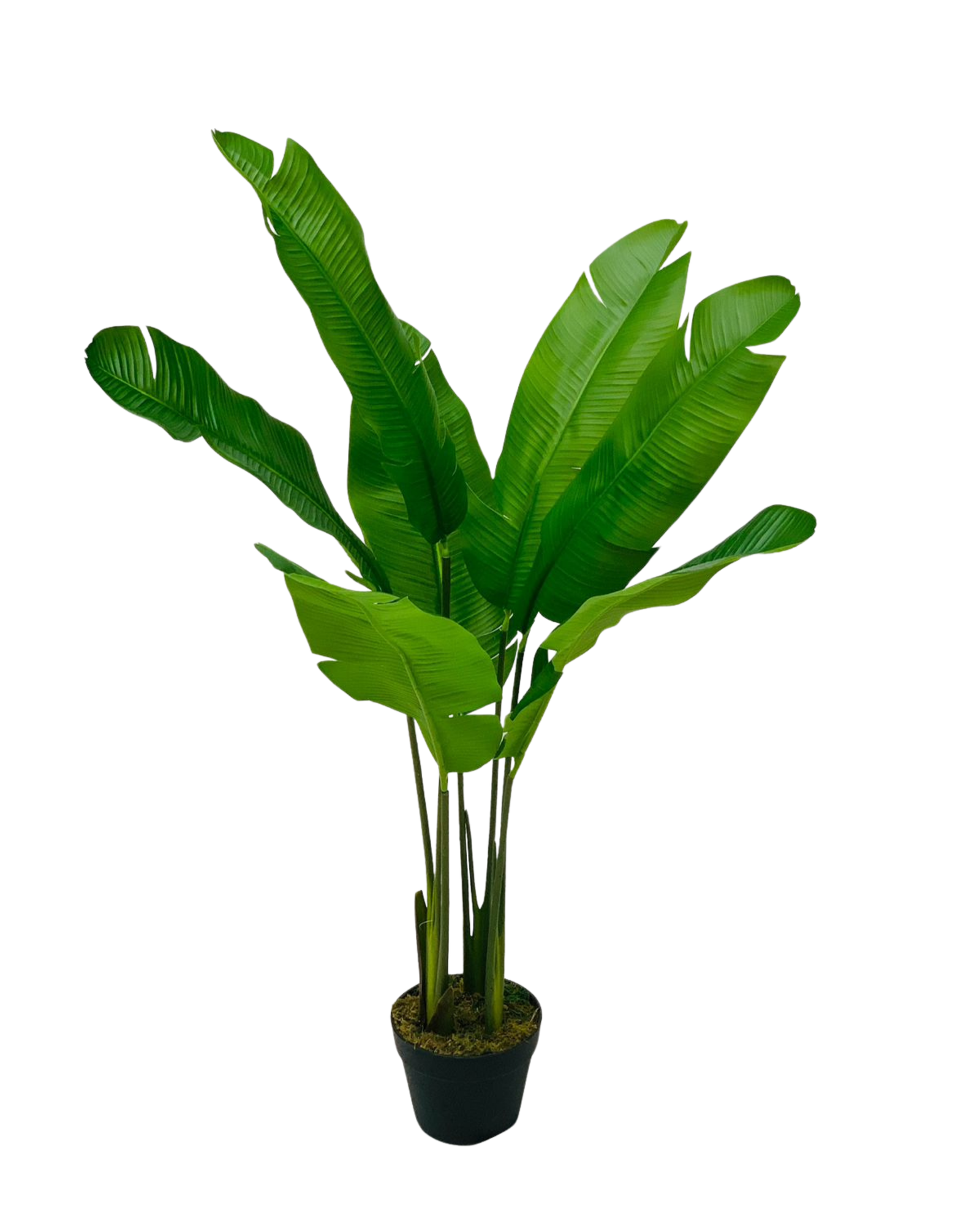 Bird of Paradise Tall