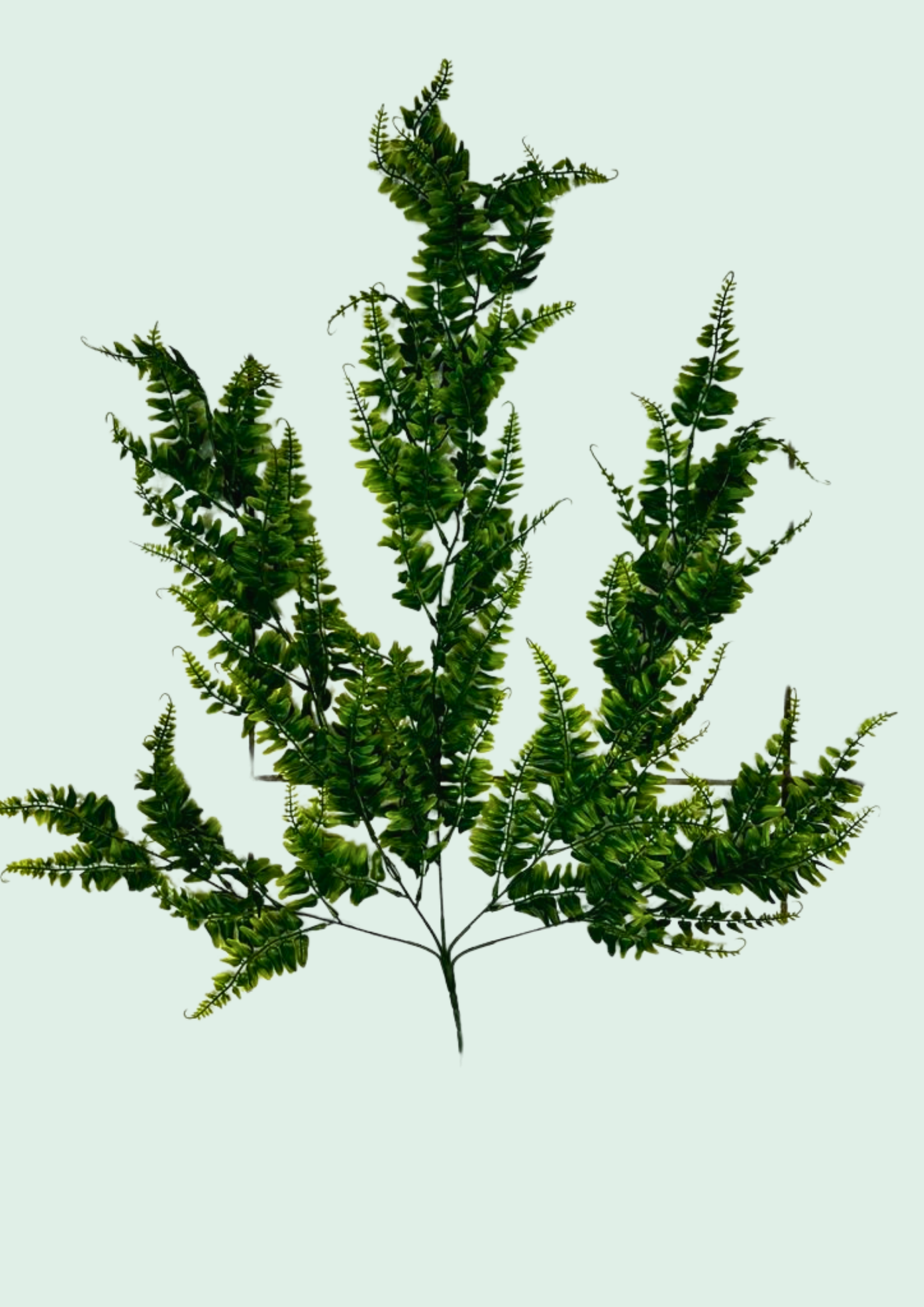 Boston Fern Spray 1