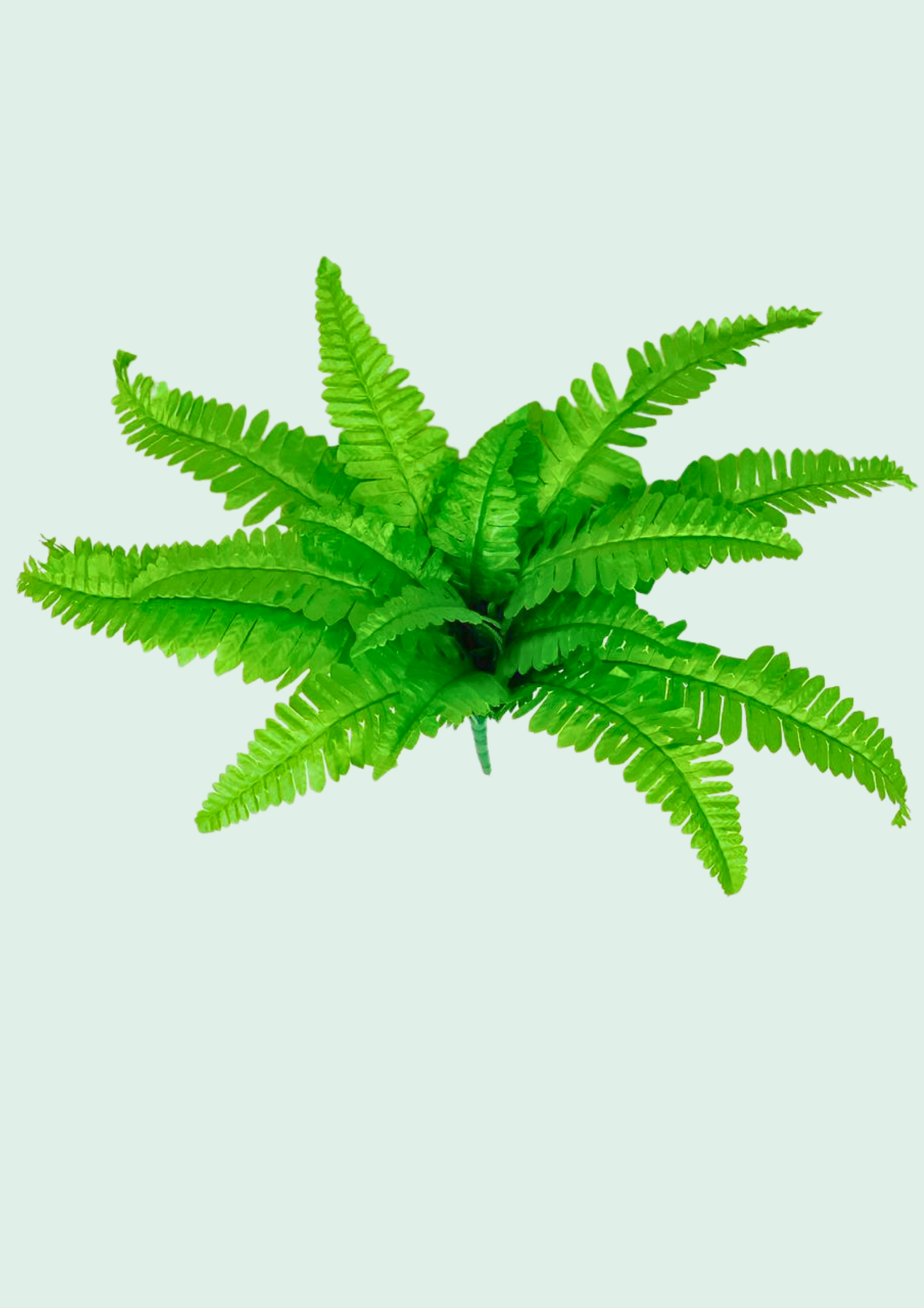 Boston Fern Spray 2