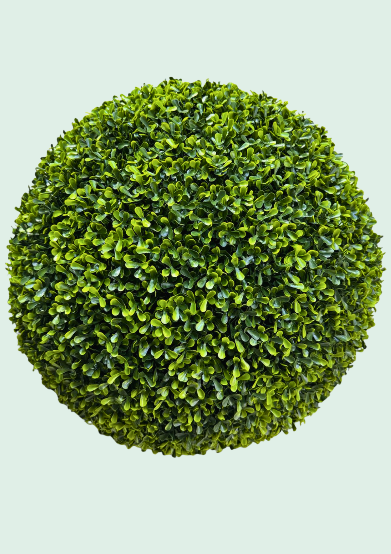 Boxwood Ball Topiary Plain