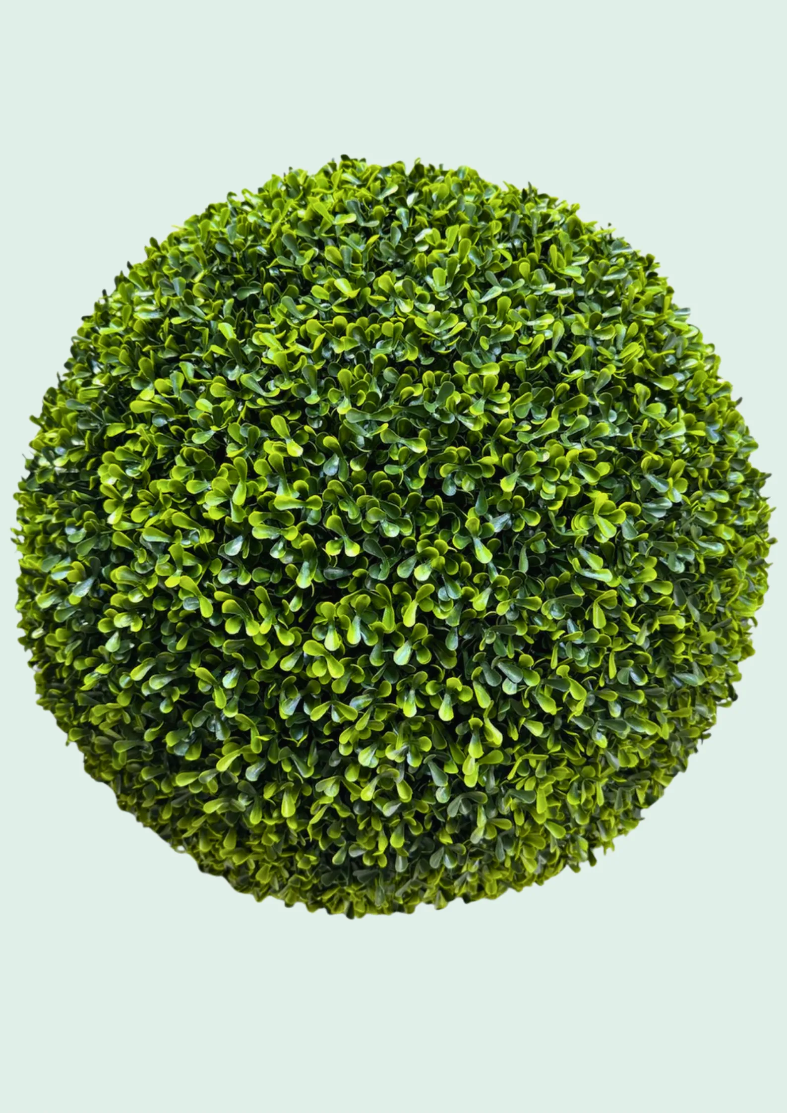 Boxwood Ball Topiary Plain