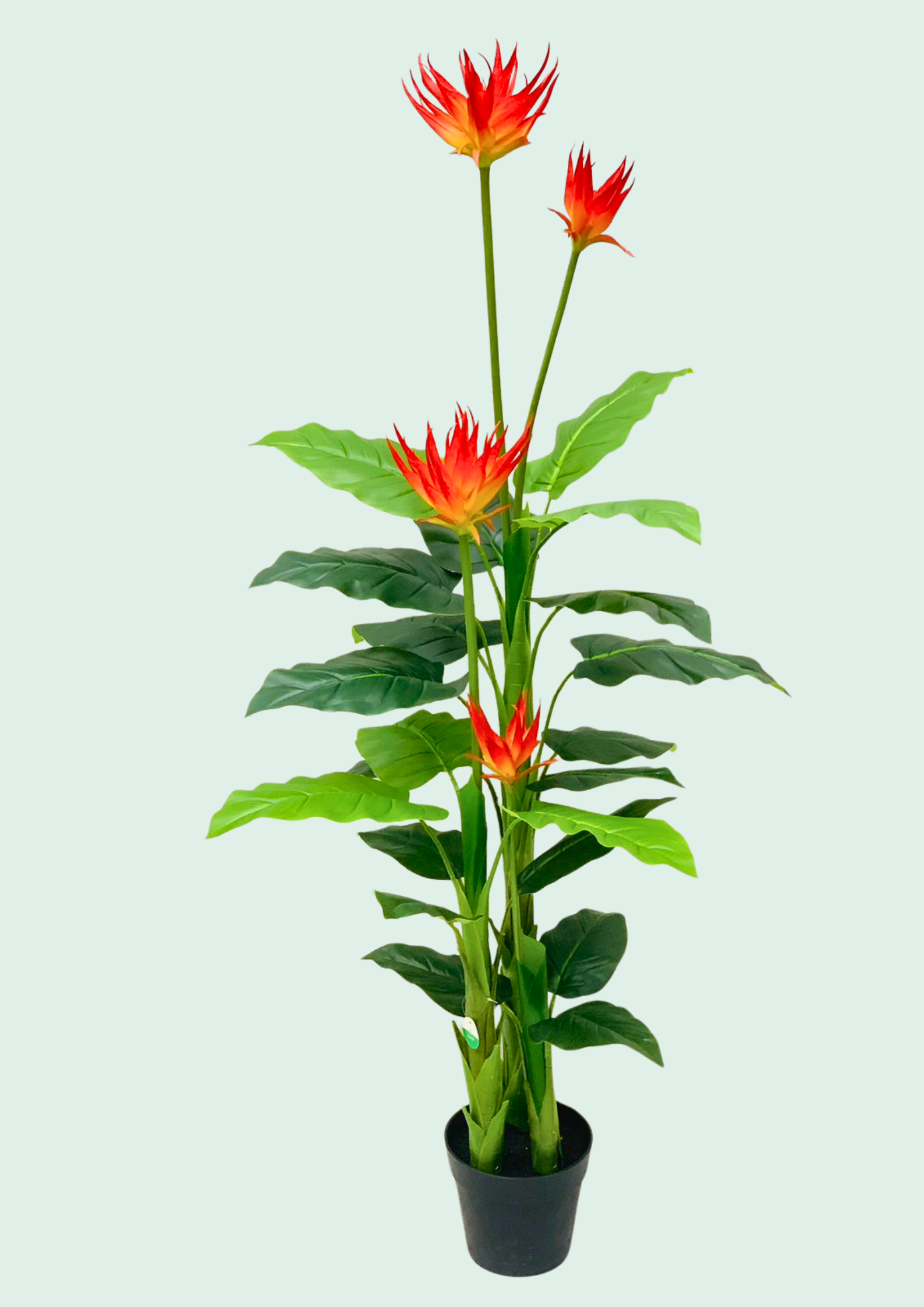 Bromeliad Flowering Orange Potted