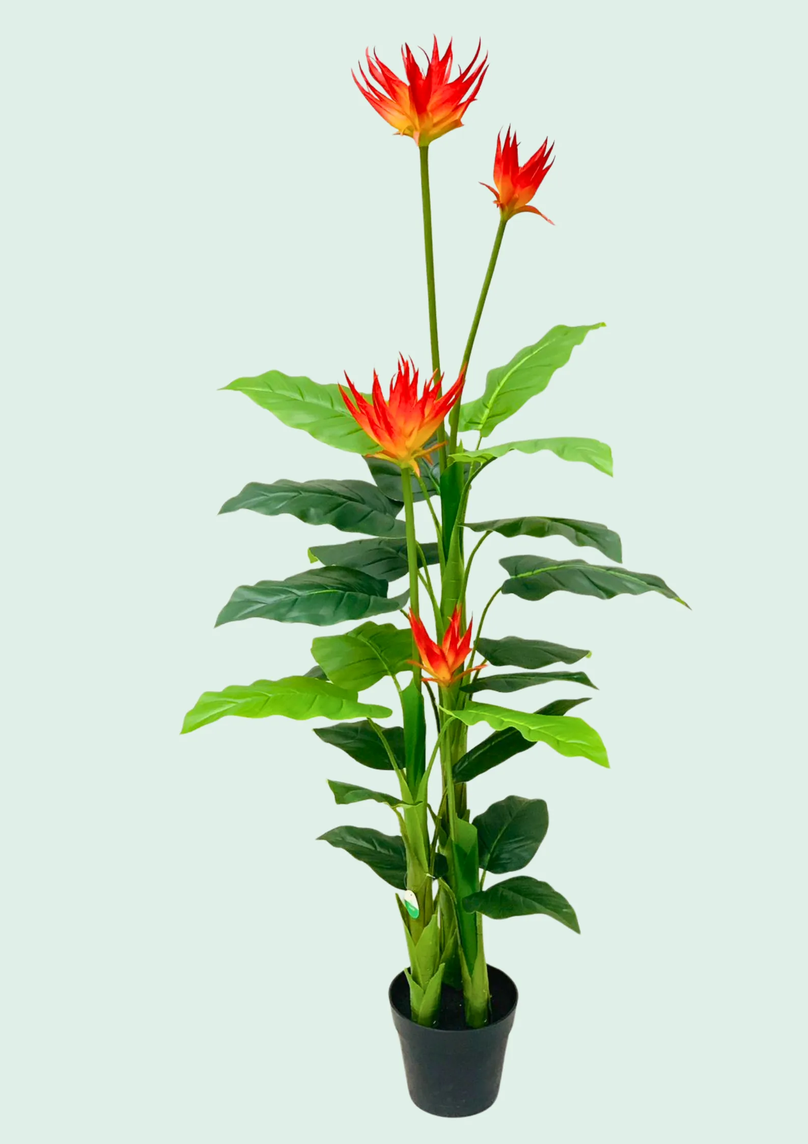 Bromeliad Flowering Orange Potted