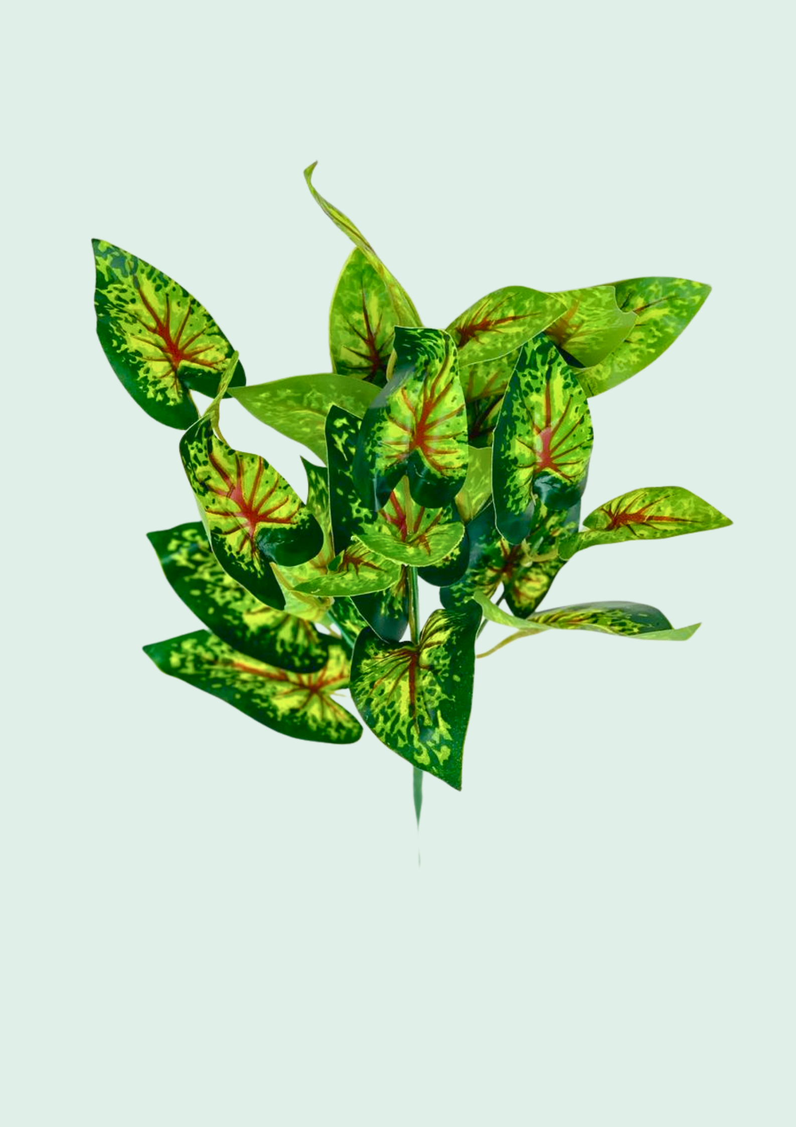 Caladium Red Vein Potted