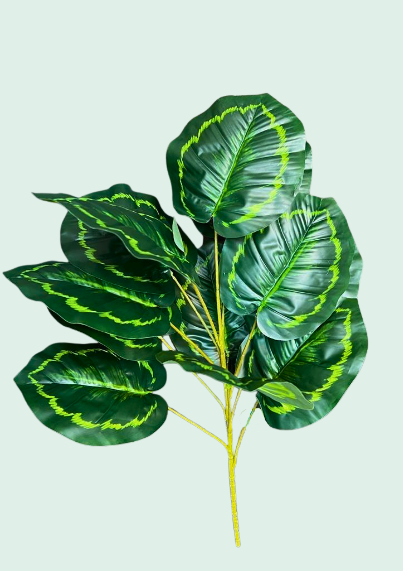 Calathea Spray 1