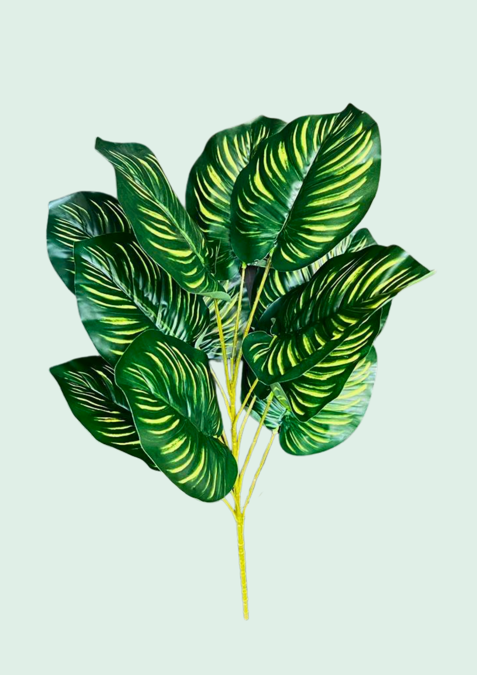 Calathea Spray 2