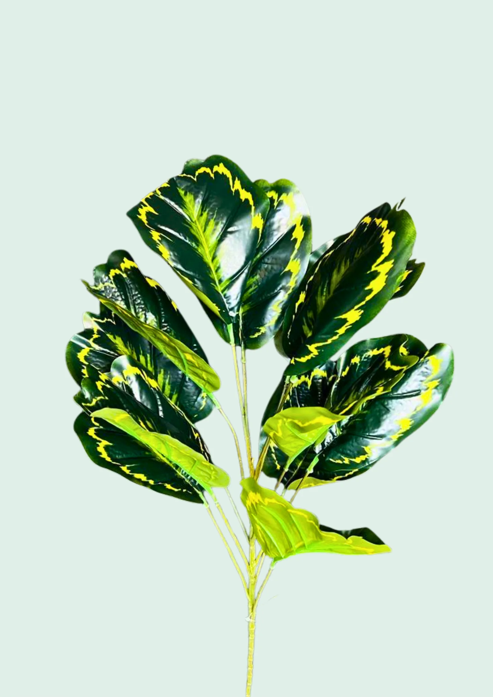 Calathea Spray 3
