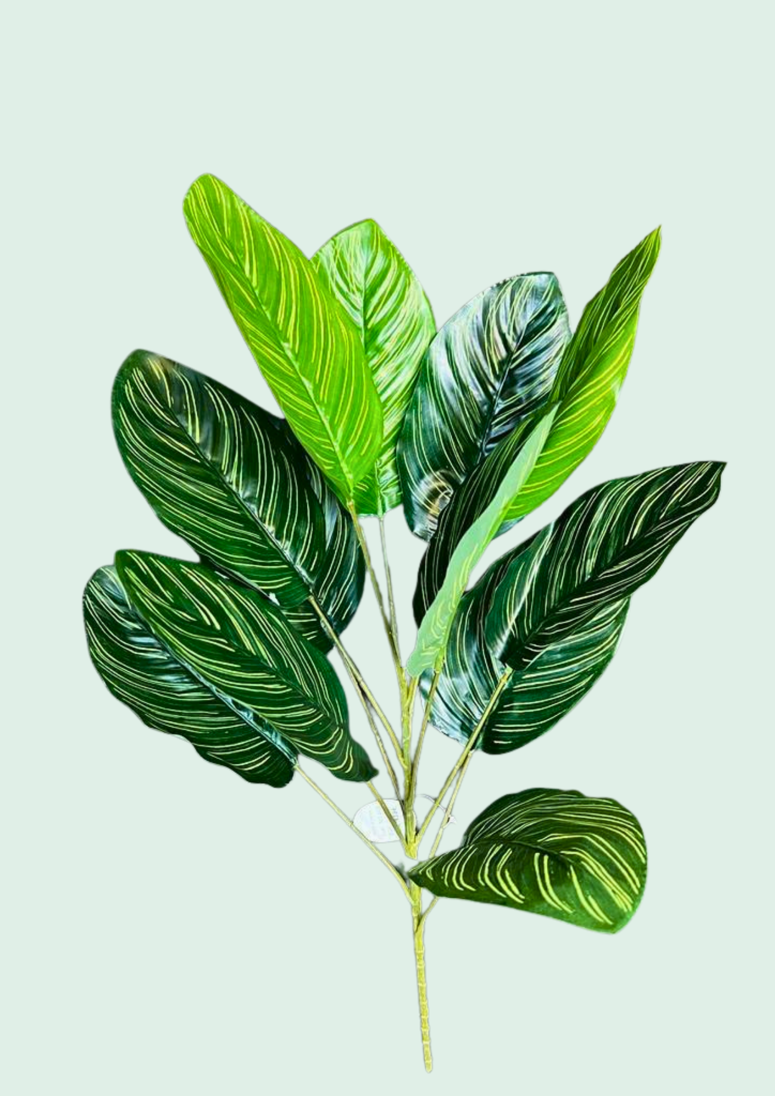 Calathea Spray 4