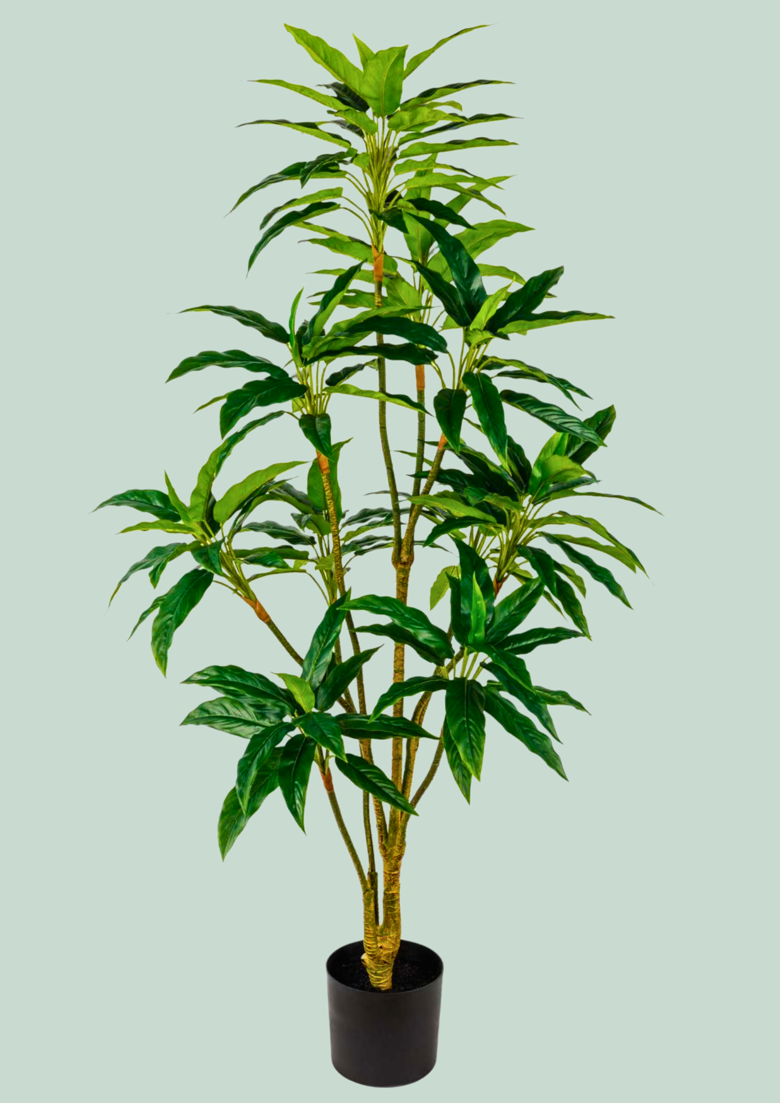 Cordyline Dracaena Potted