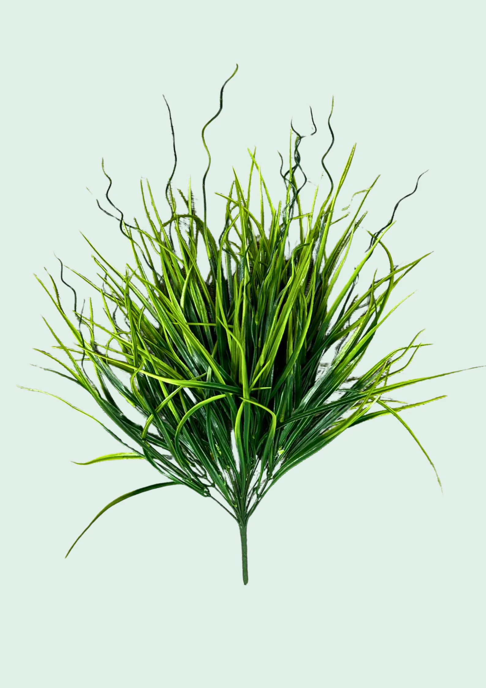 Curly Ornamental Grass Tuft
