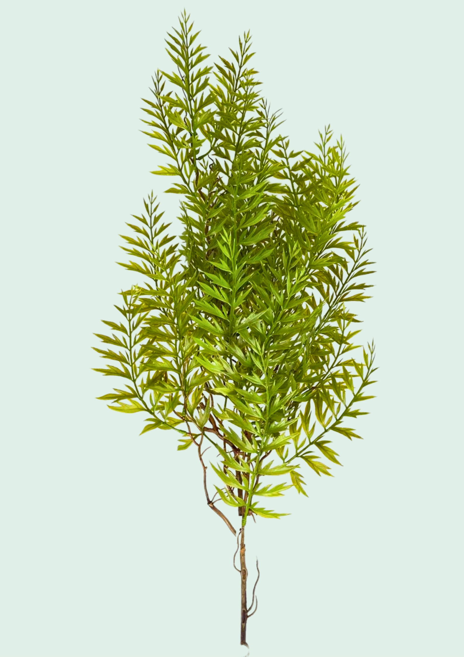 Cypress Pine Spray 2