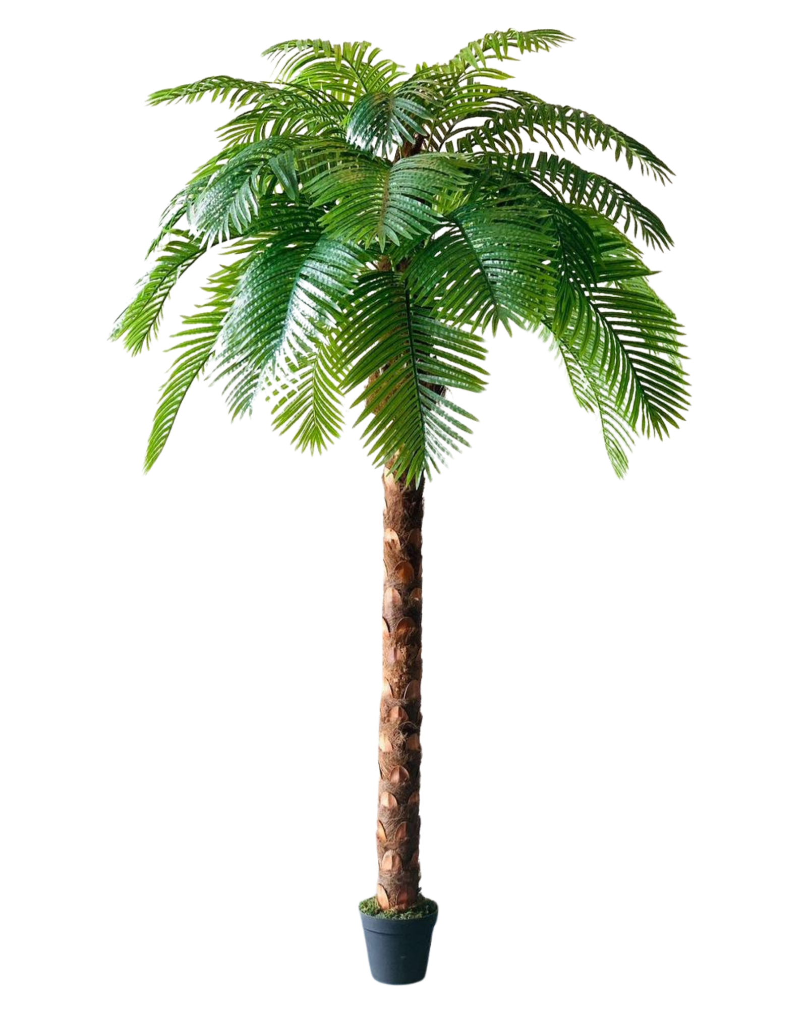 Date Palm Single Trunk