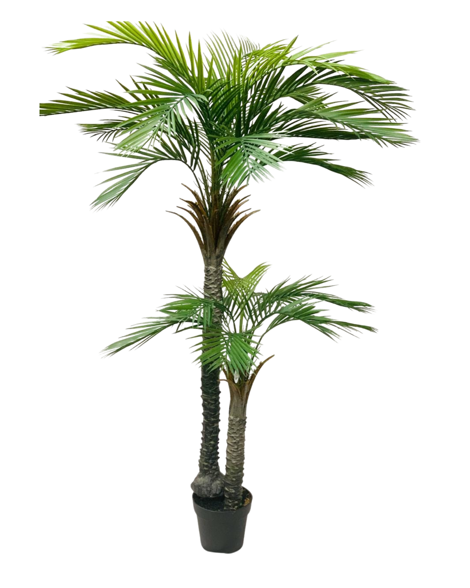 Double Crown Date Palm