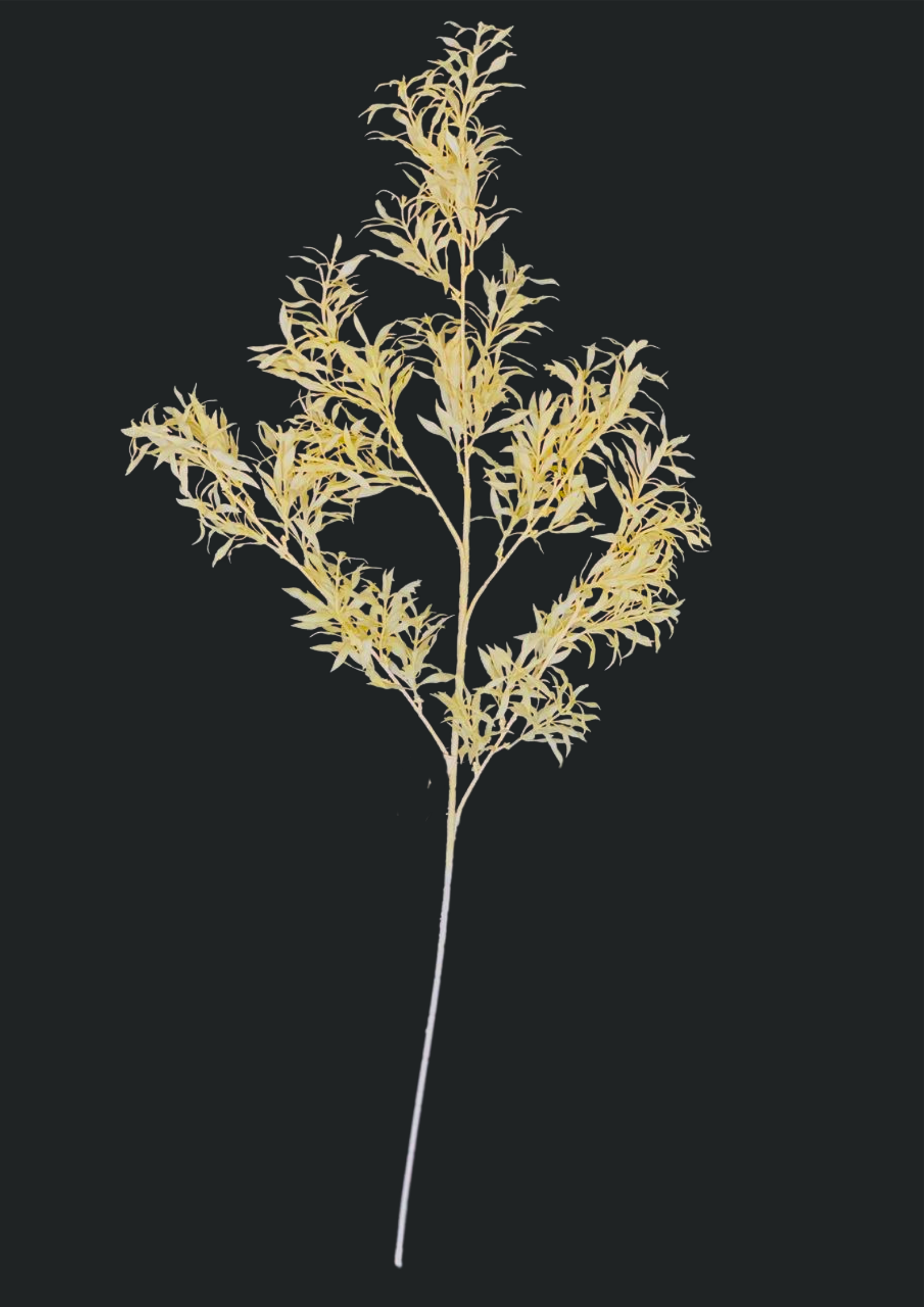 Dried Pale Yellow Spray