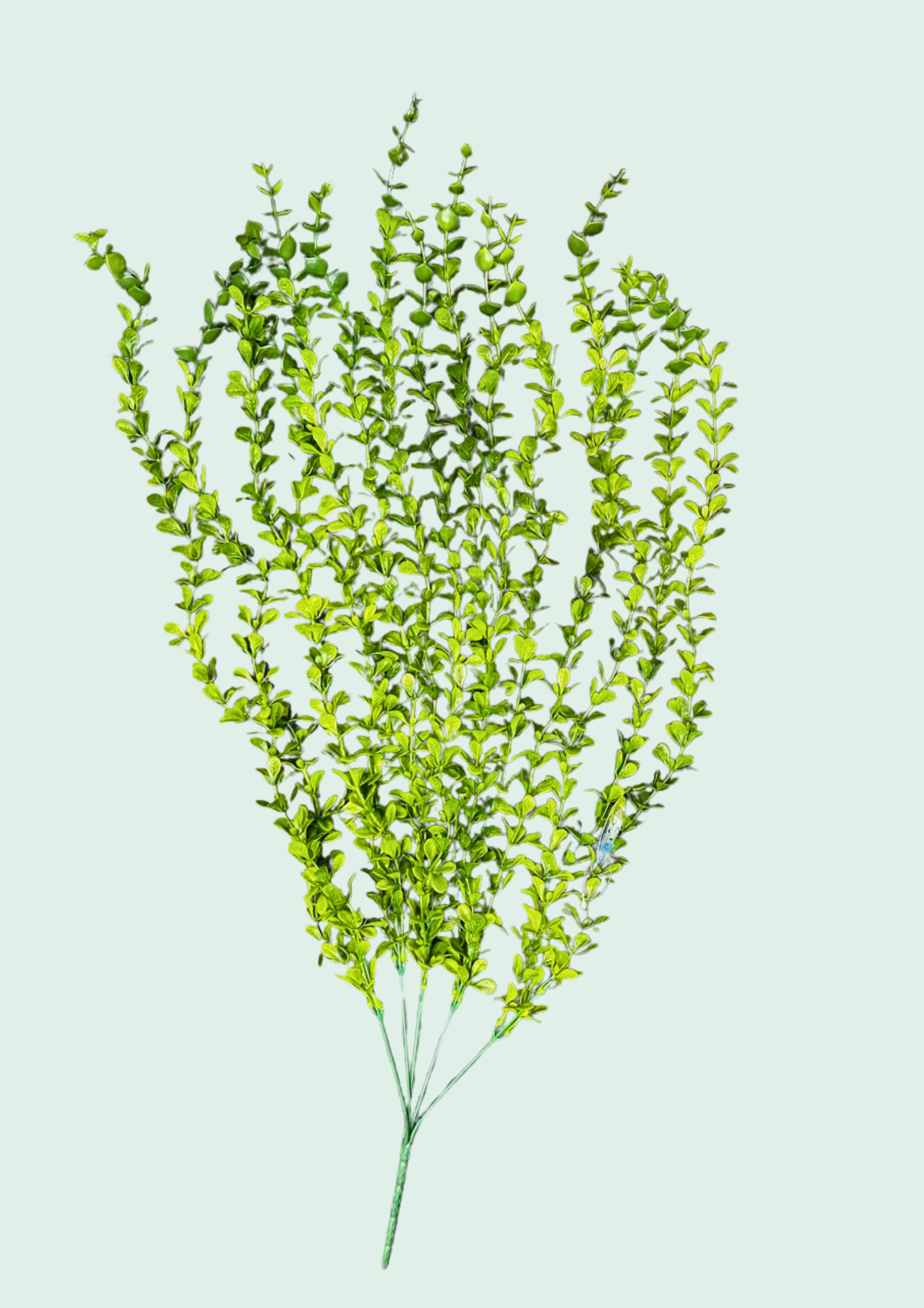 Dwarf Boxwood Spray