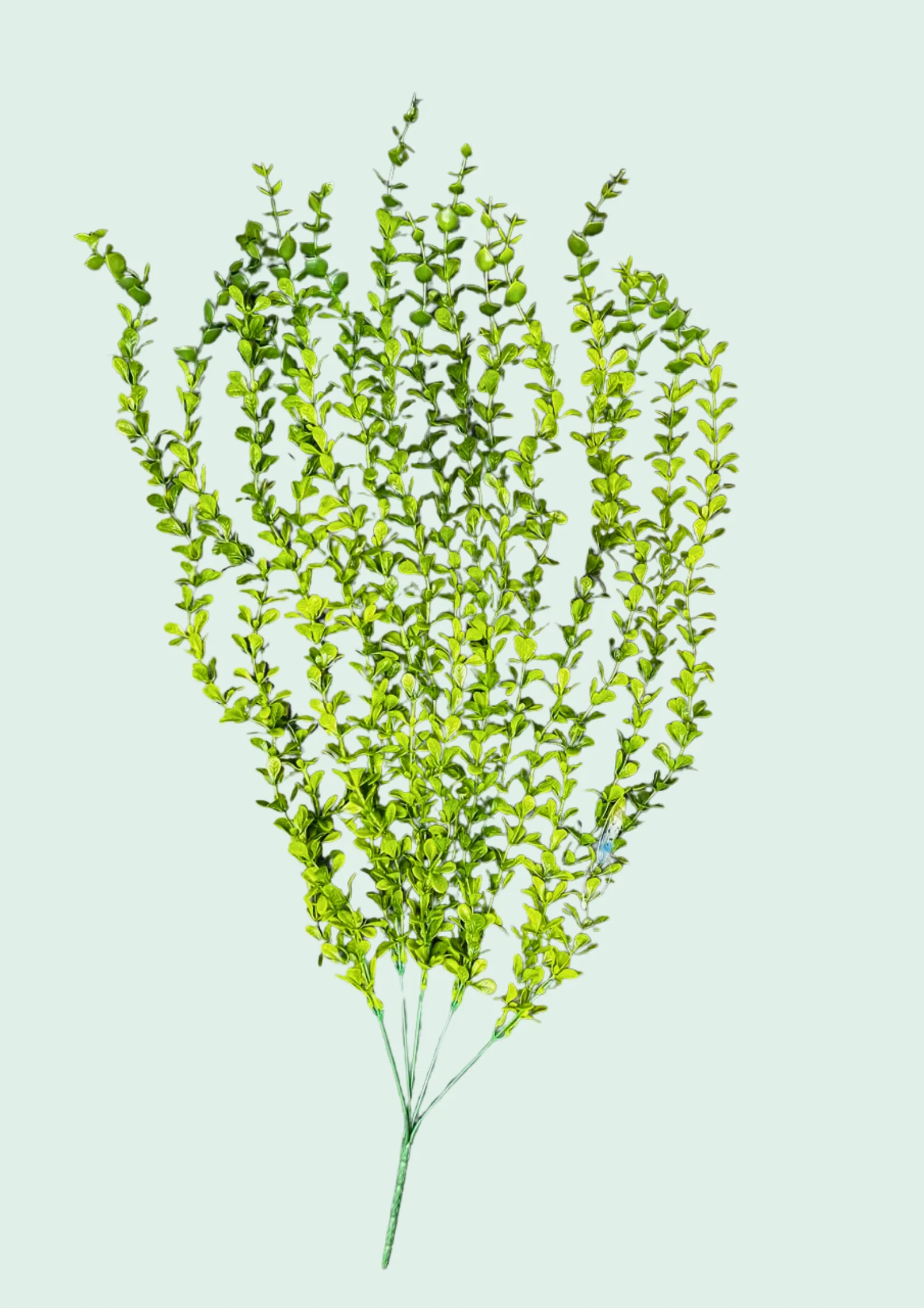 Dwarf Boxwood Spray