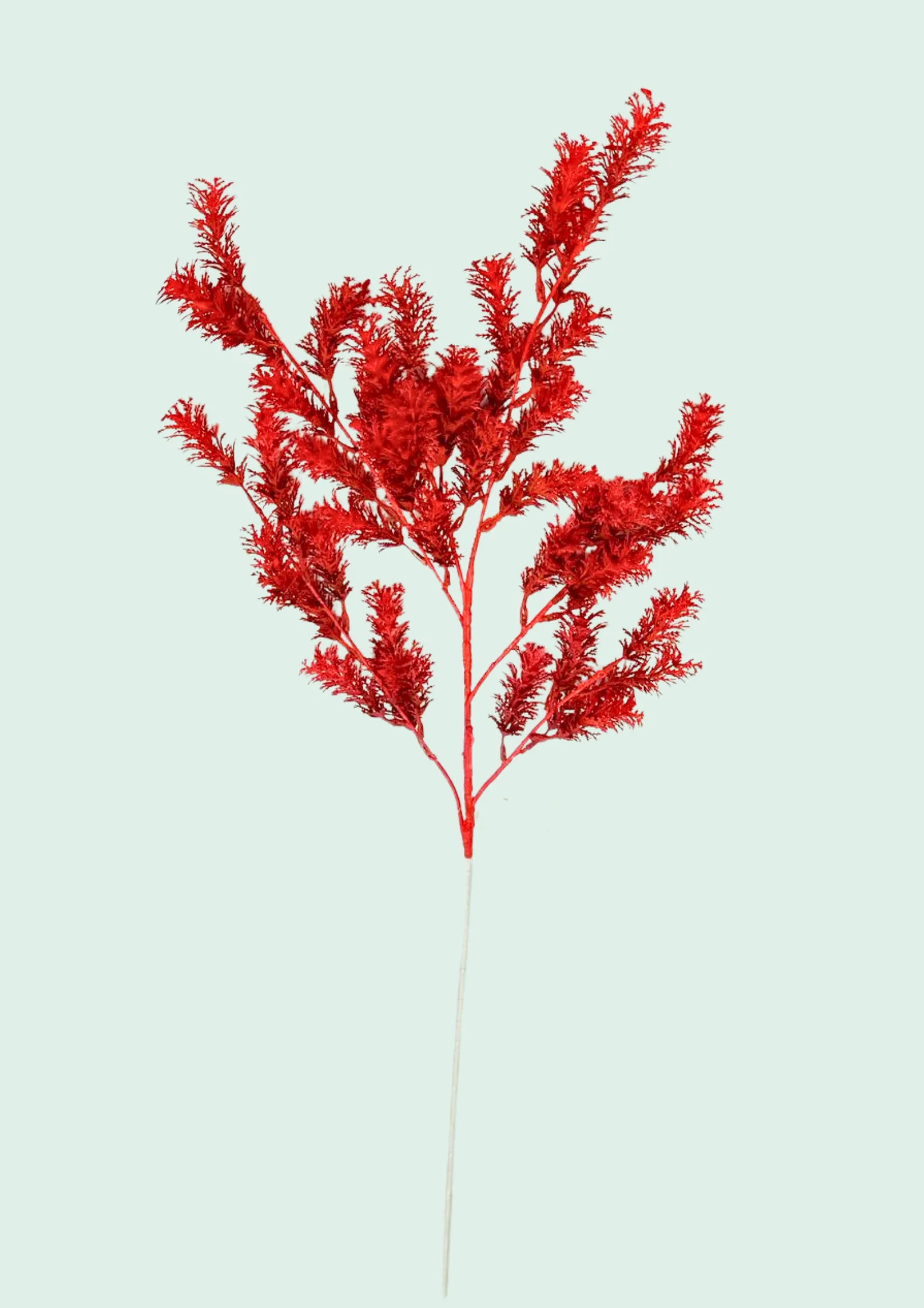 Dyed Red Asparagus Fern Spray