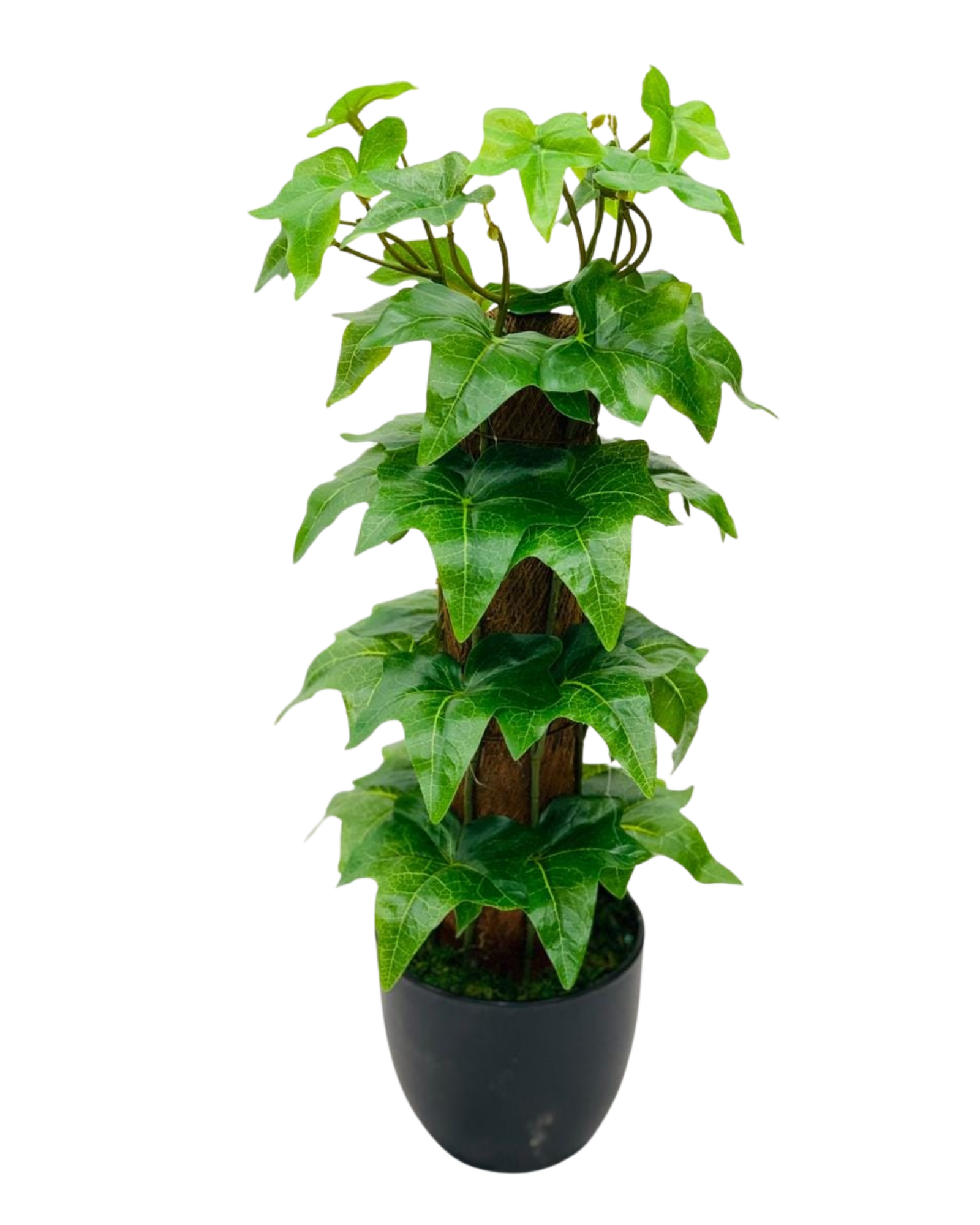 English Ivy on Moss Pole