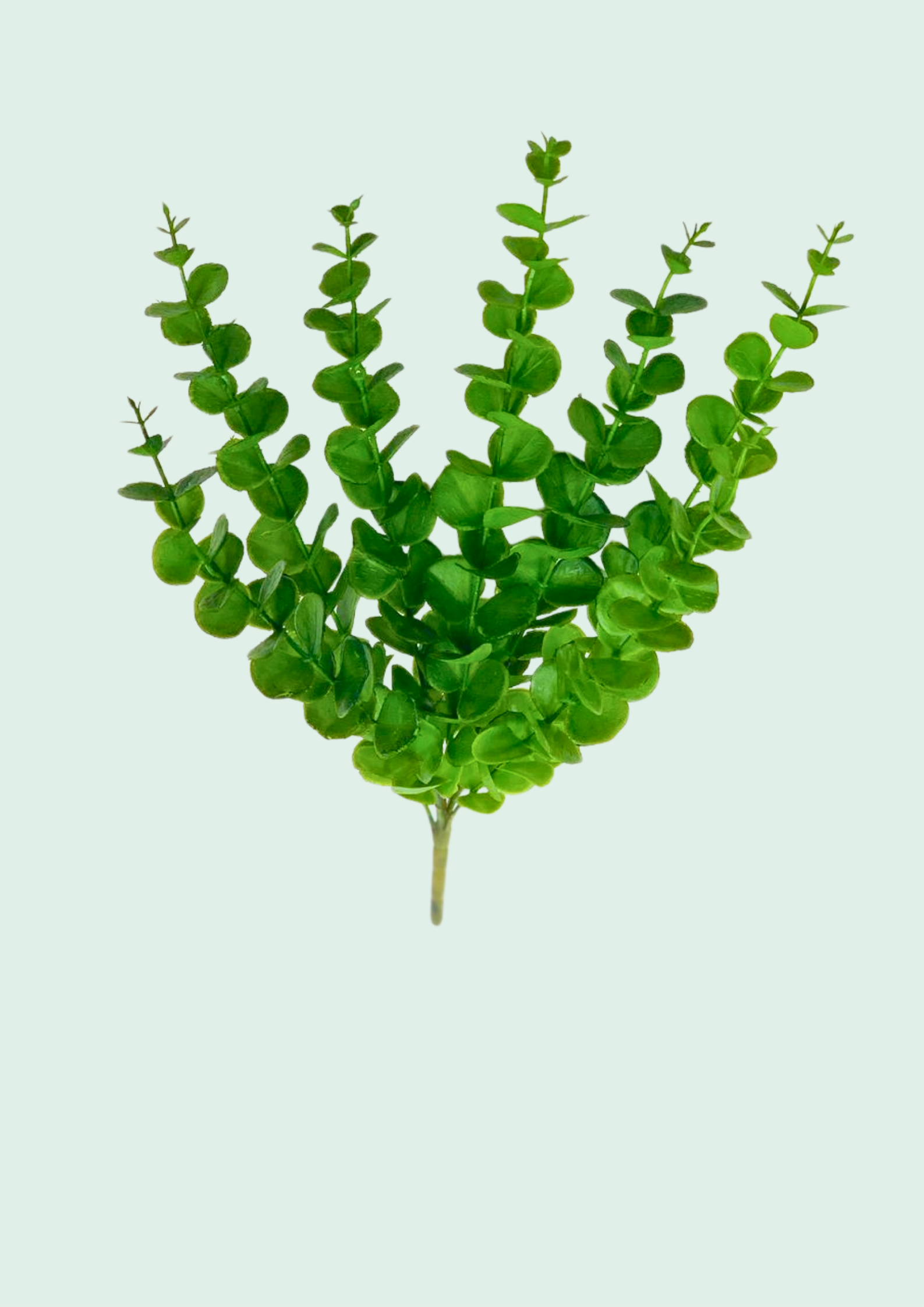 Eucalyptus Fan Spray 2