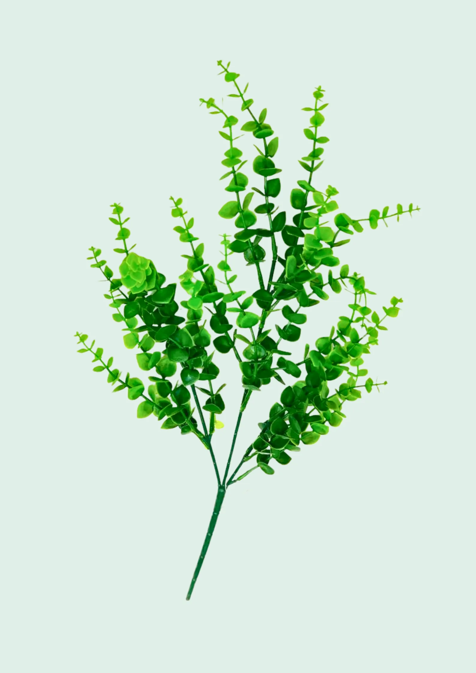 Eucalyptus Round Leaf Spray