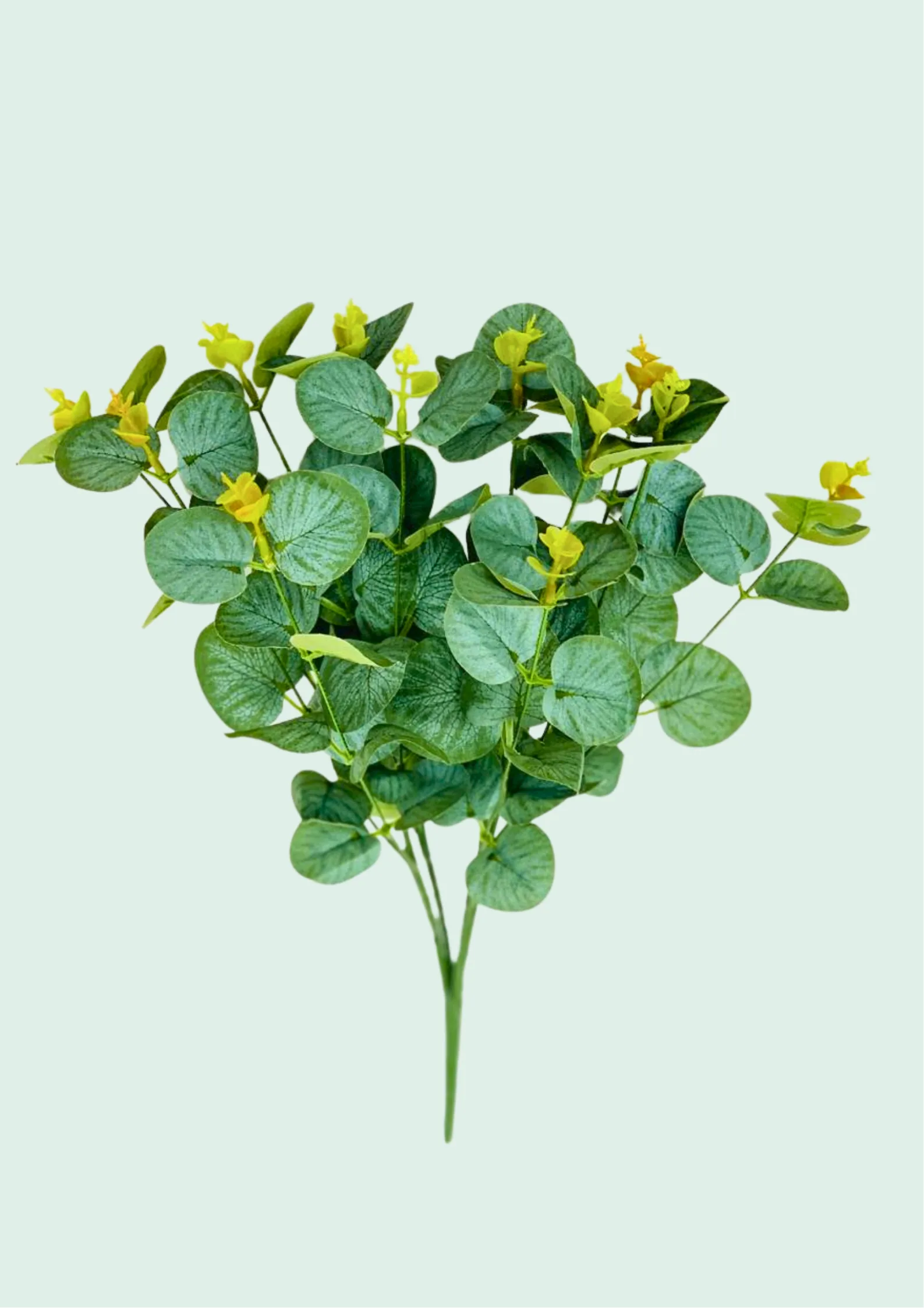 Eucalyptus Silver Dollar Spray