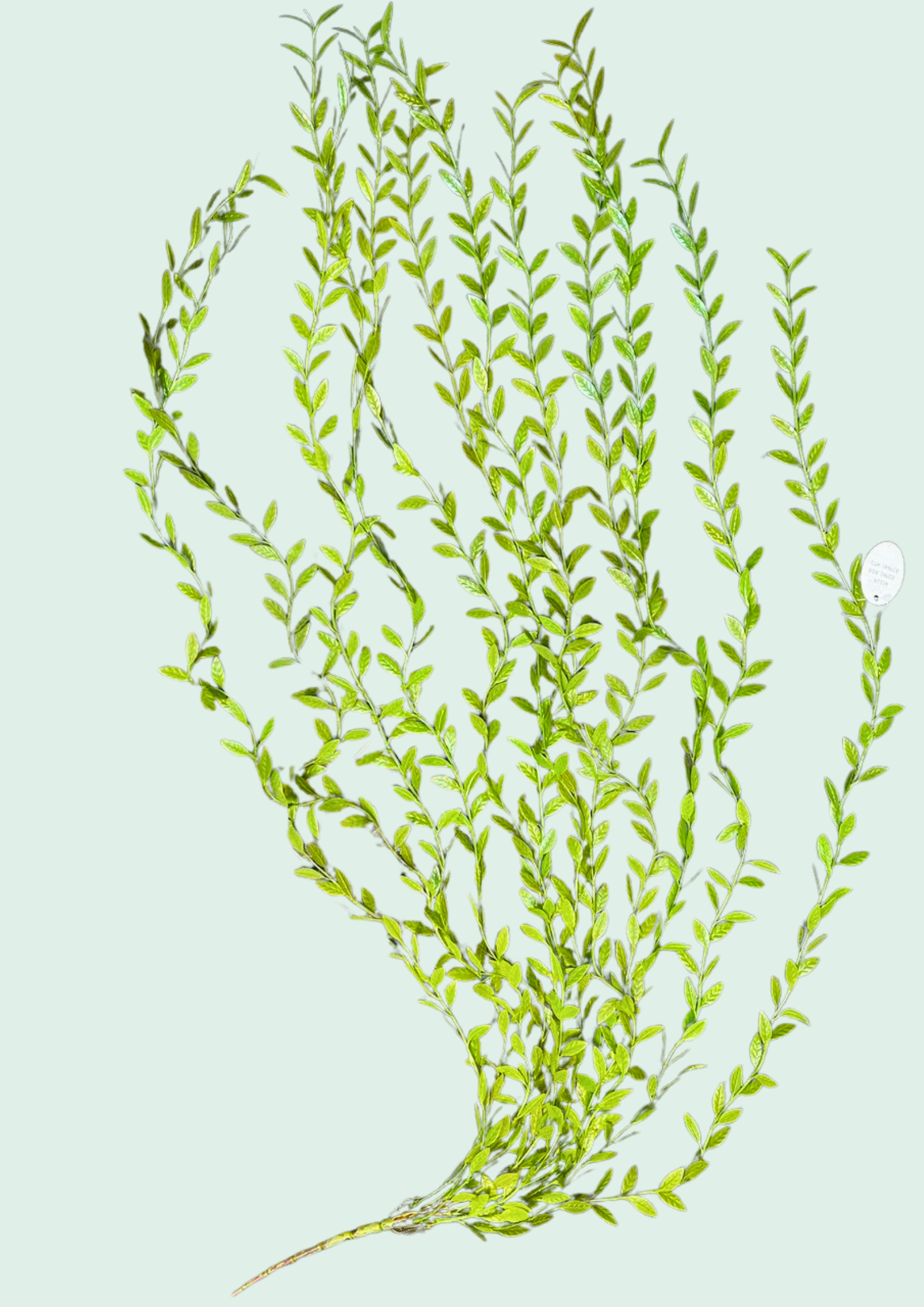 Fern Spray Fiddlehead 1