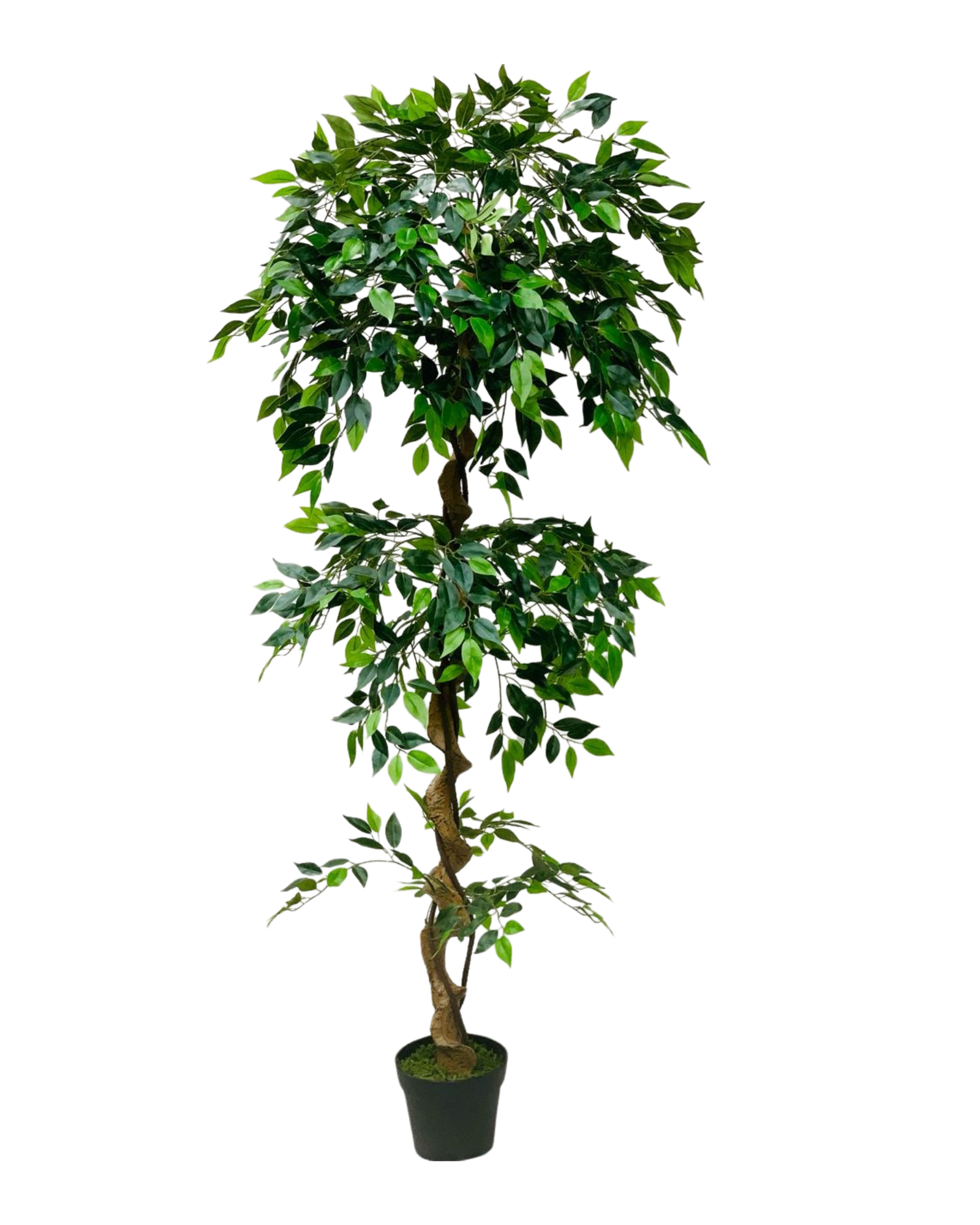 Ficus Topiary Double Ball