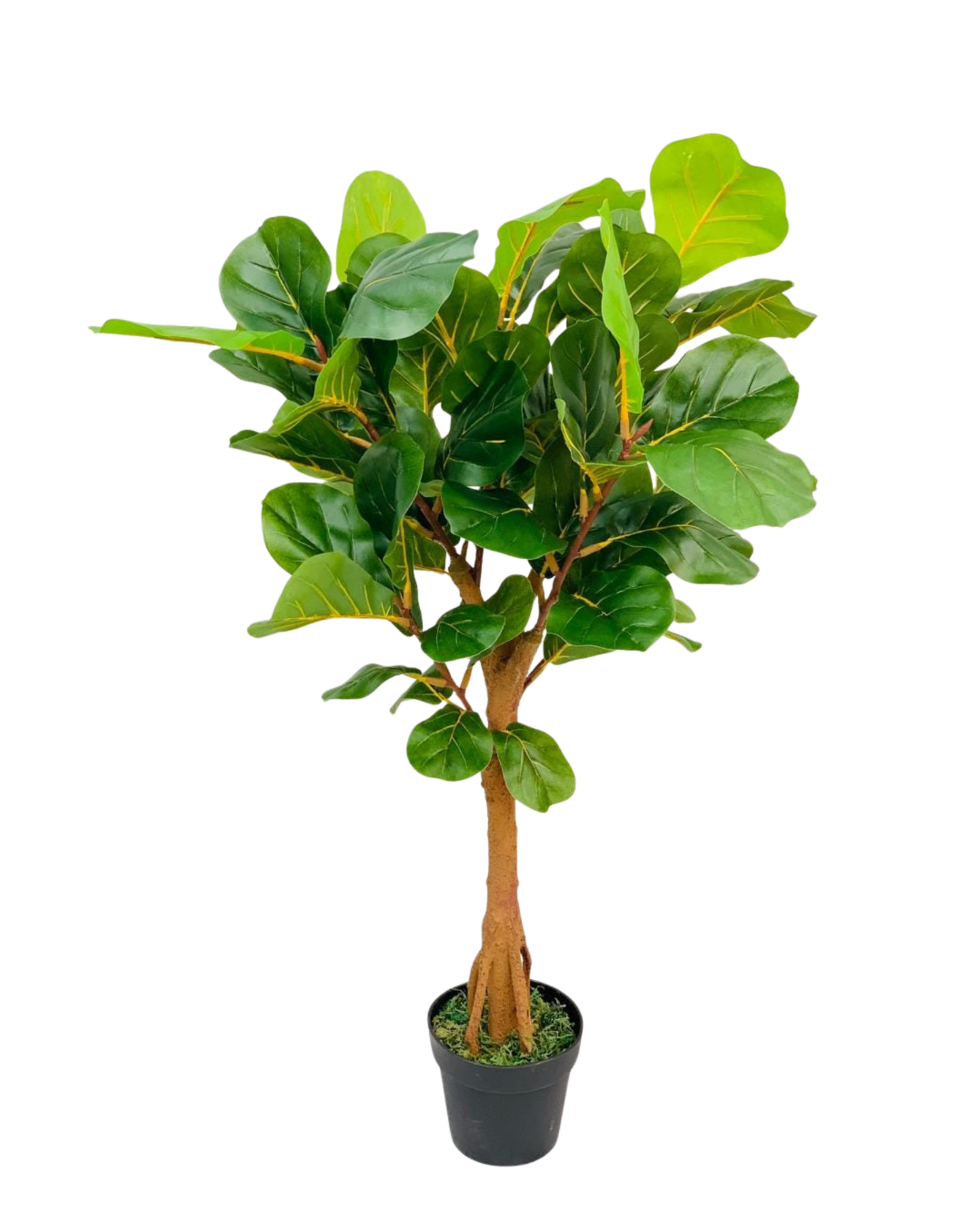 Fiddle Leaf Fig Tree