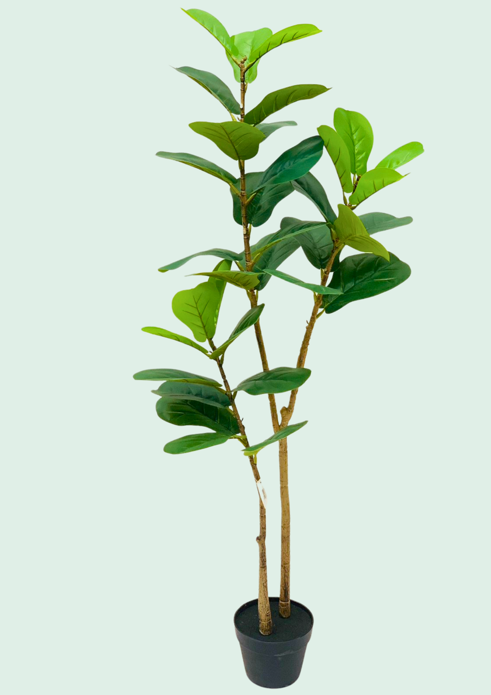 Fiddle Leaf Fig Tree Potted