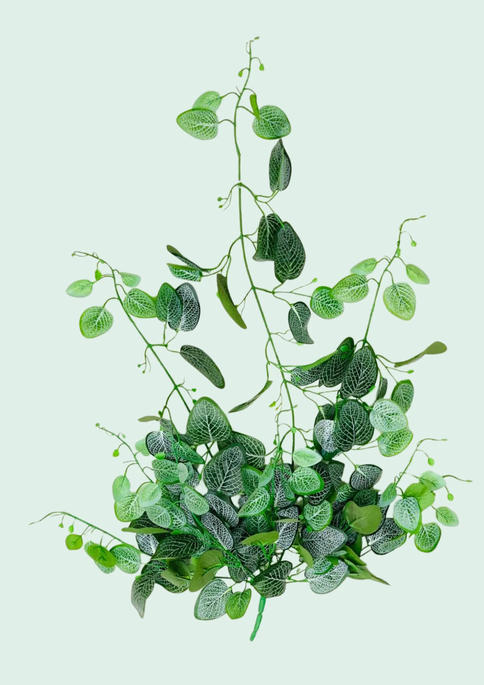 Fittonia Nerve Plant Spray