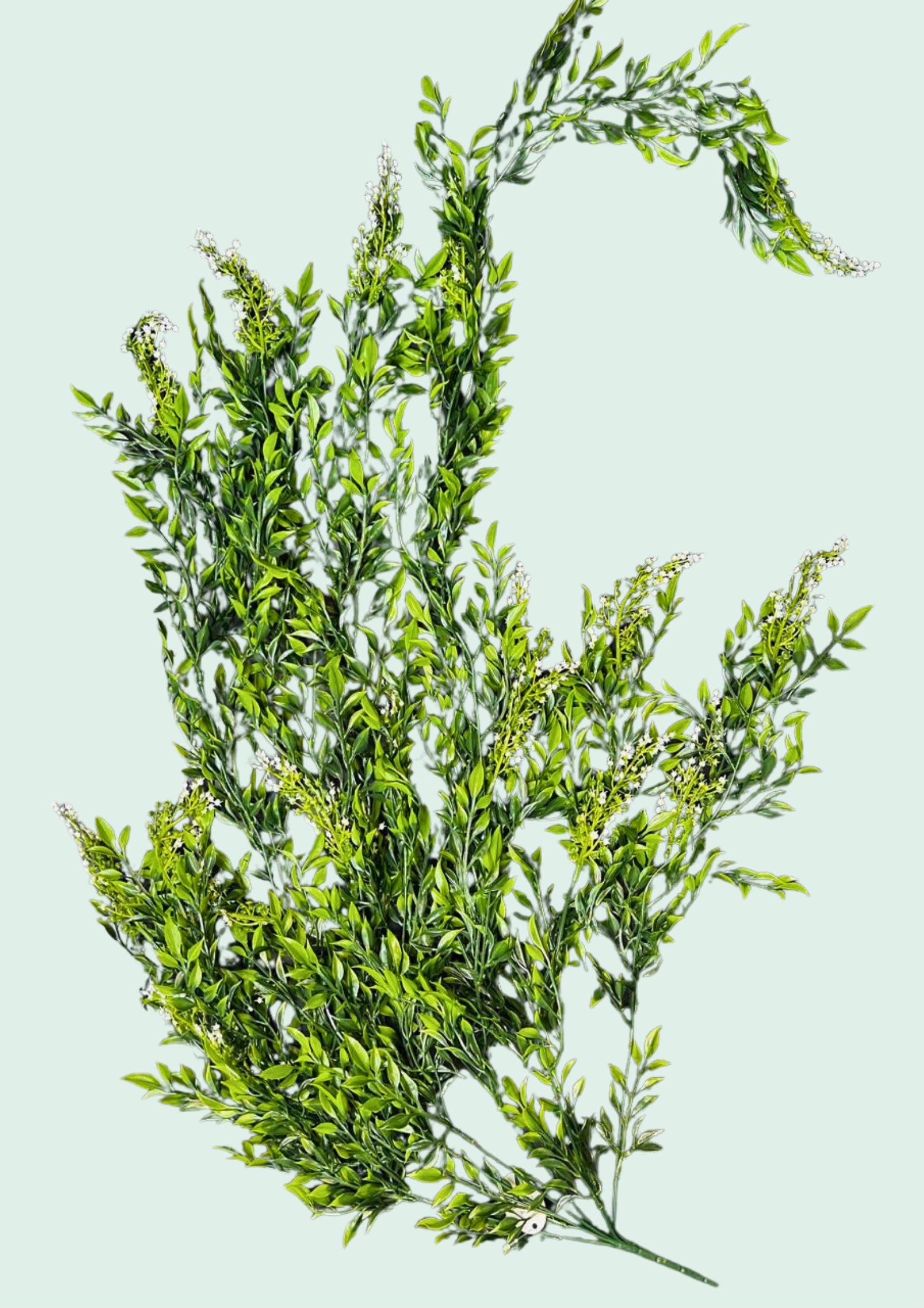 Flowering Privet Spray