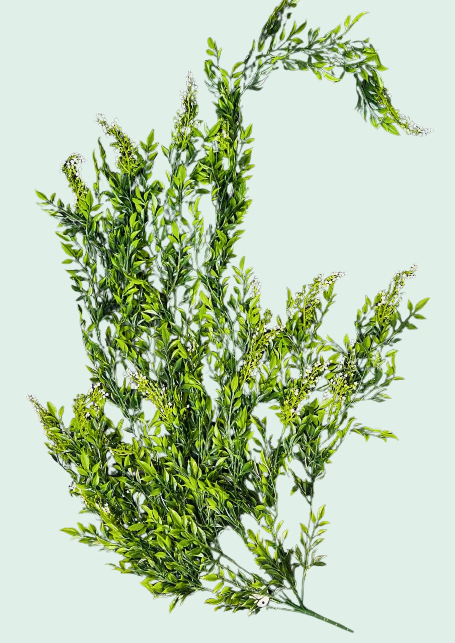Flowering Privet Spray