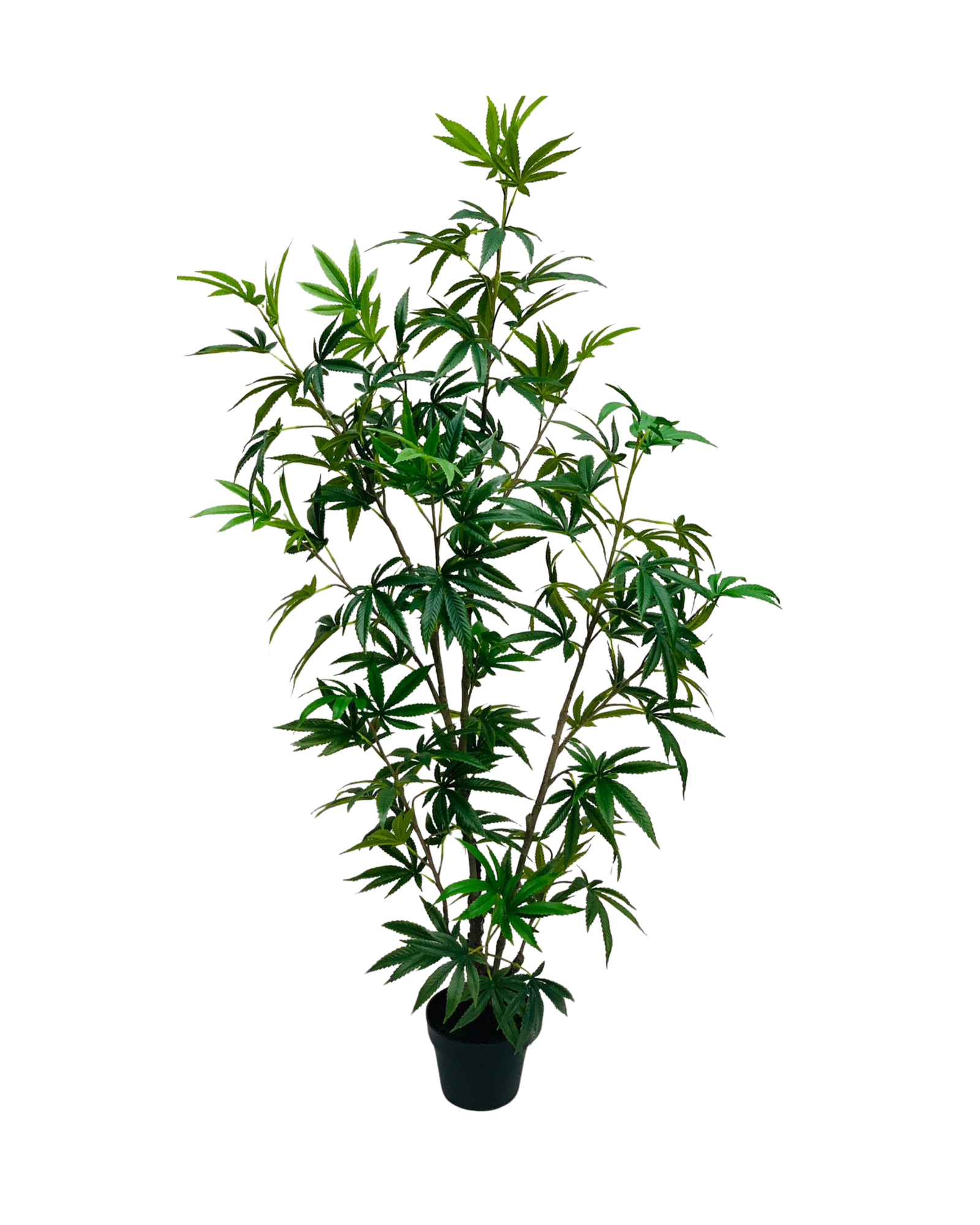 Japanese Maple Style Tree
