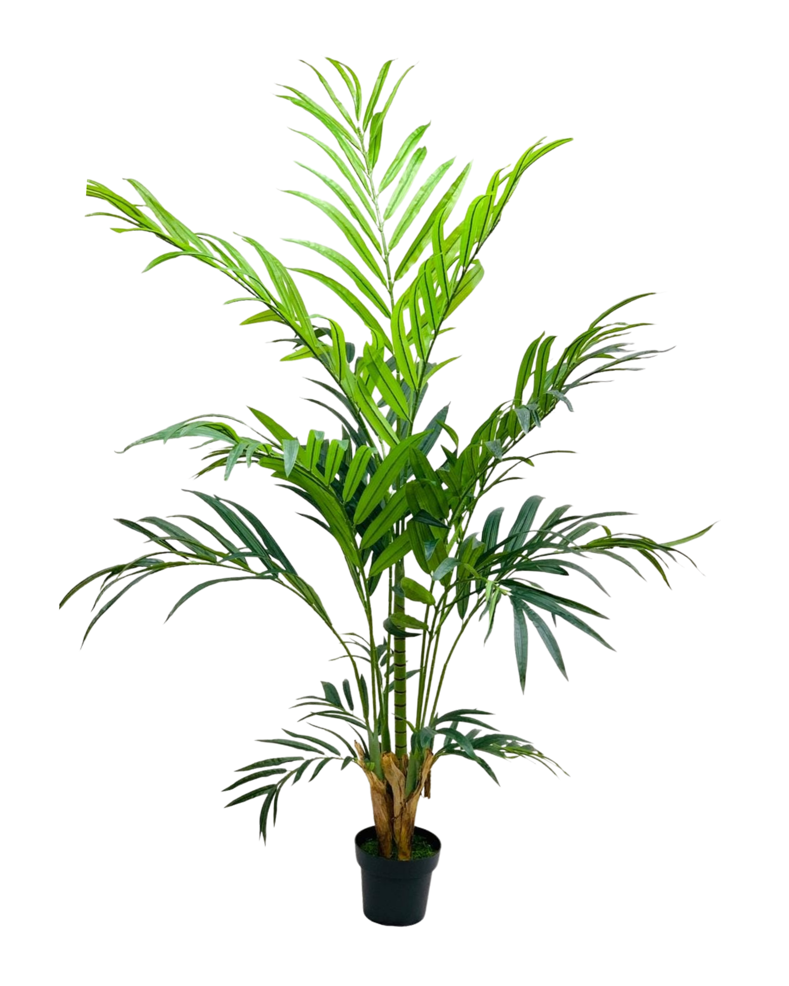 Kentia Palm