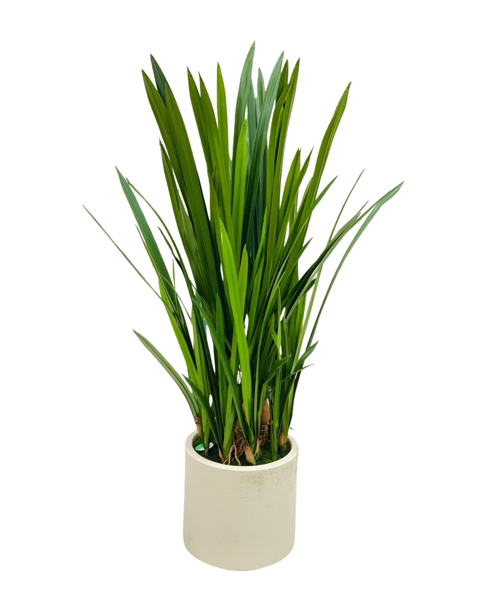 Lily Grass Foliage