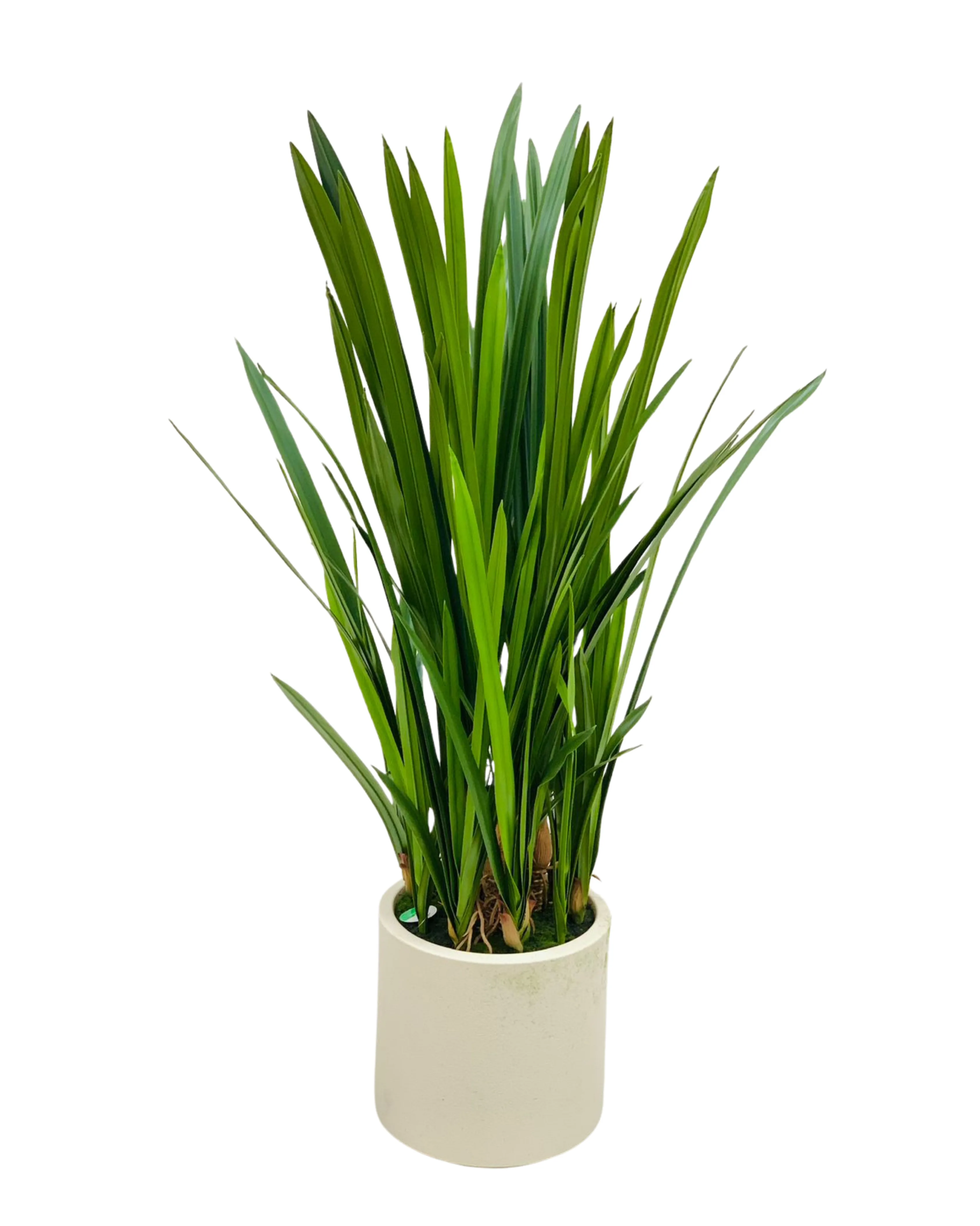 Lily Grass Foliage