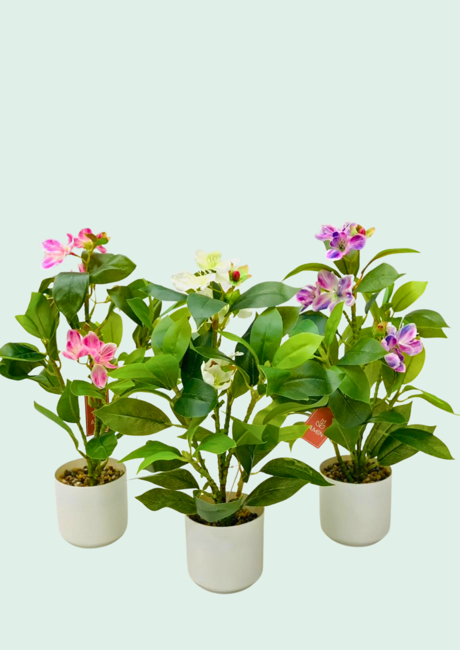 Mini Flowering Plant Trio