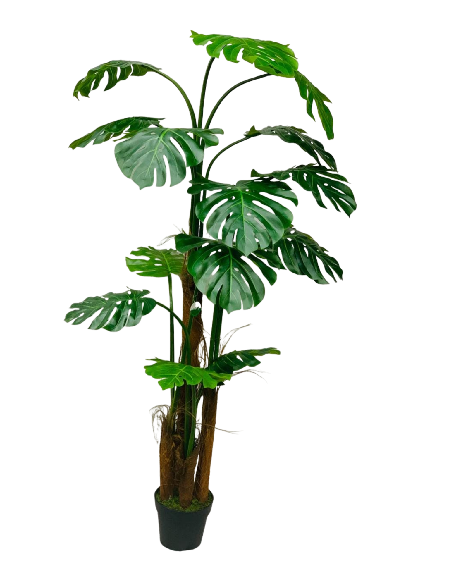Monstera Deliciosa Large