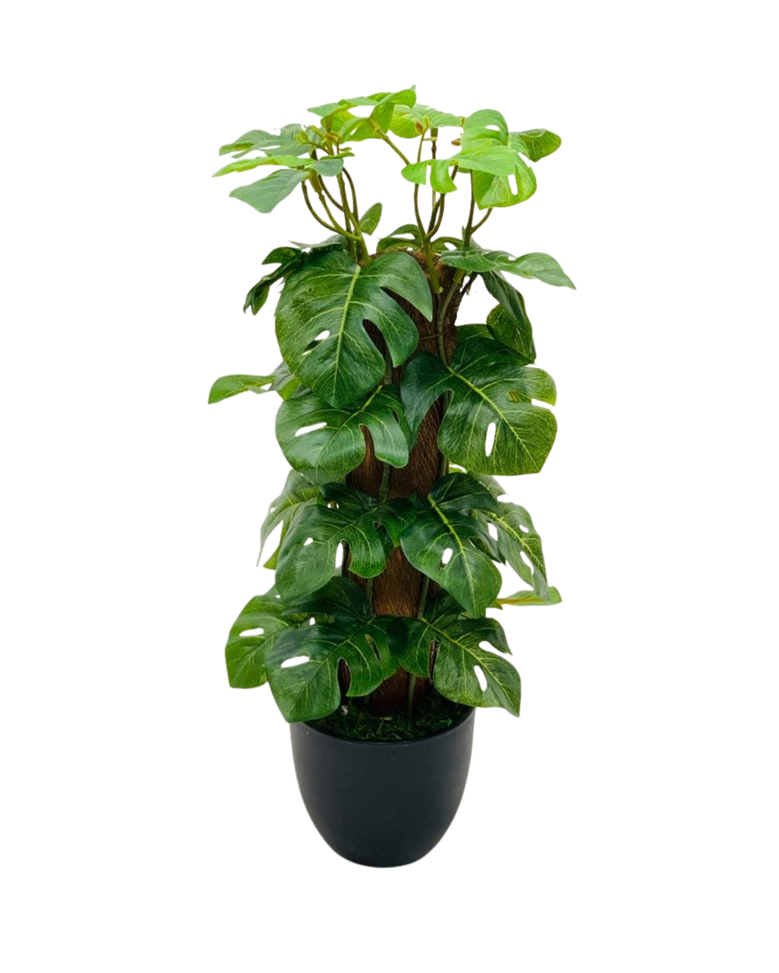 Monstera on Moss Pole