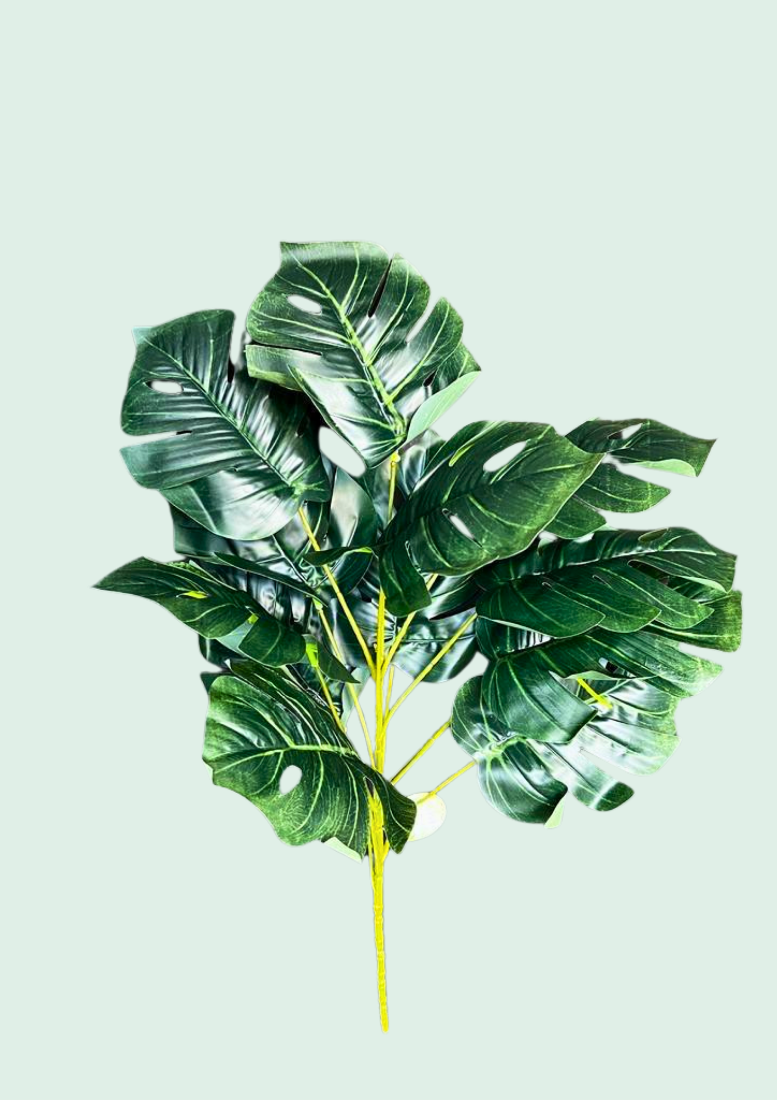 Monstera Spray 1