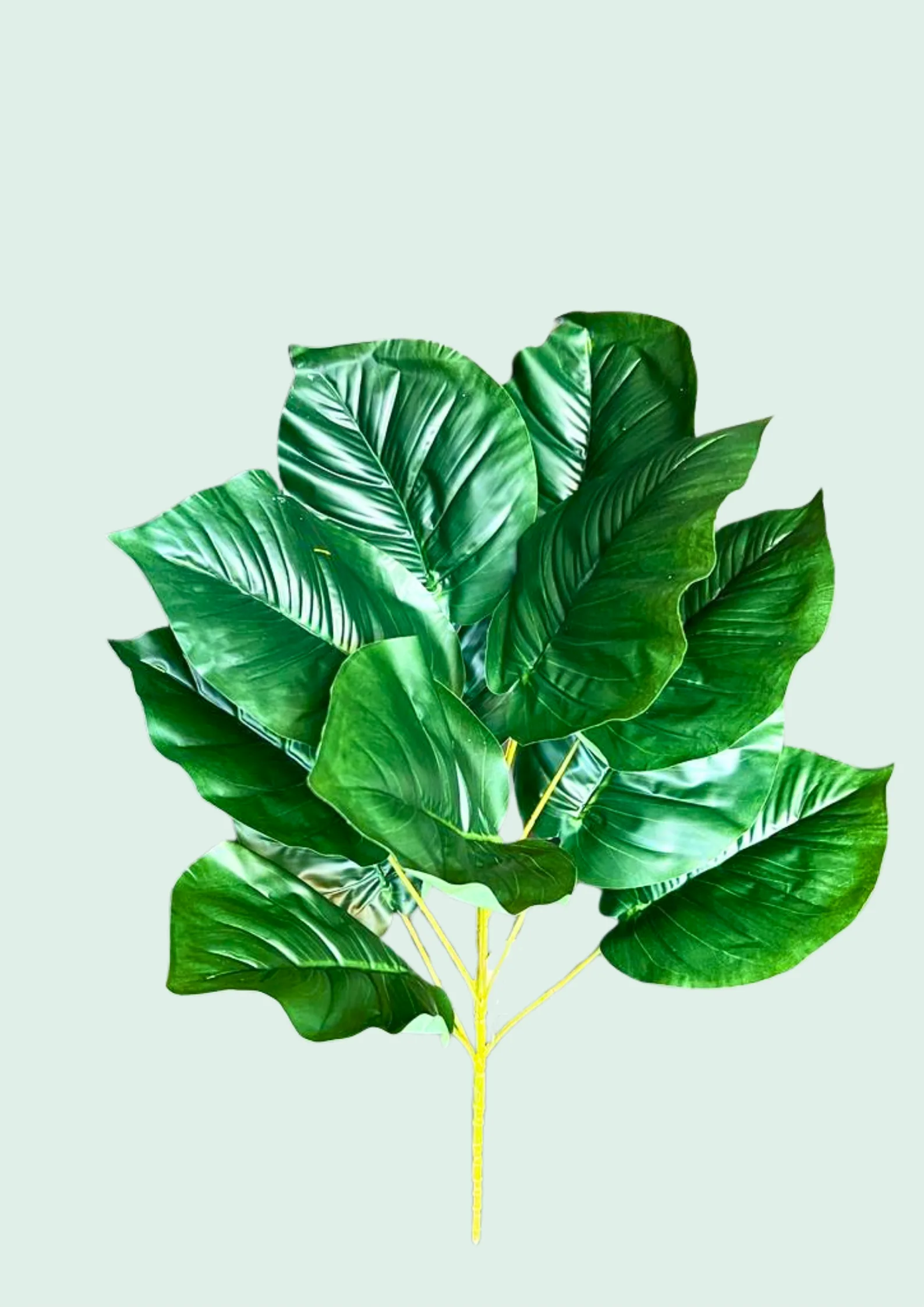 Monstera Spray 2