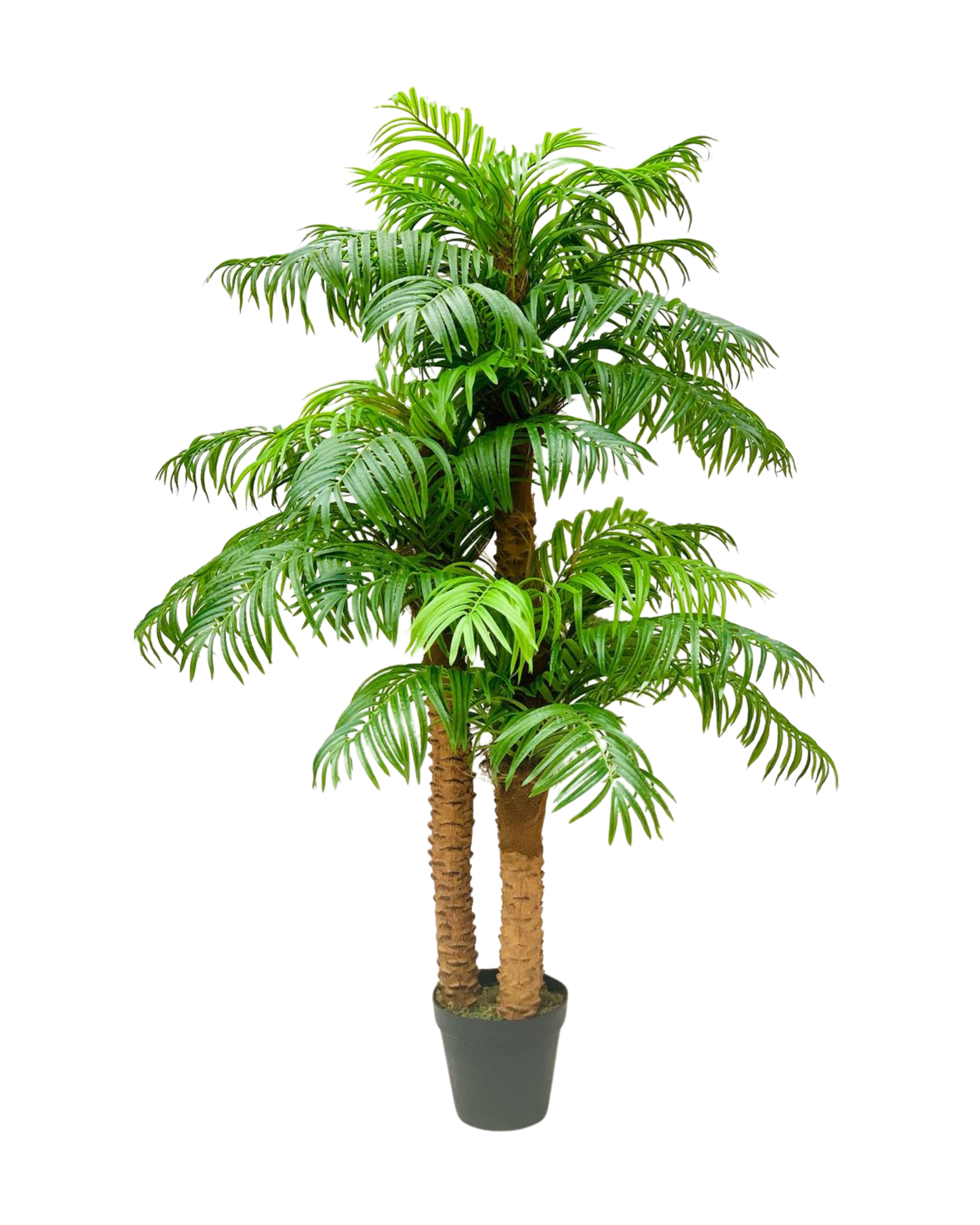 Multi-Trunk Date Palm