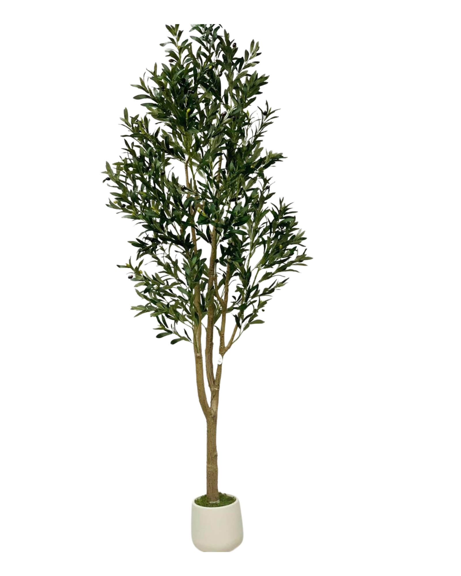 Olive Tree