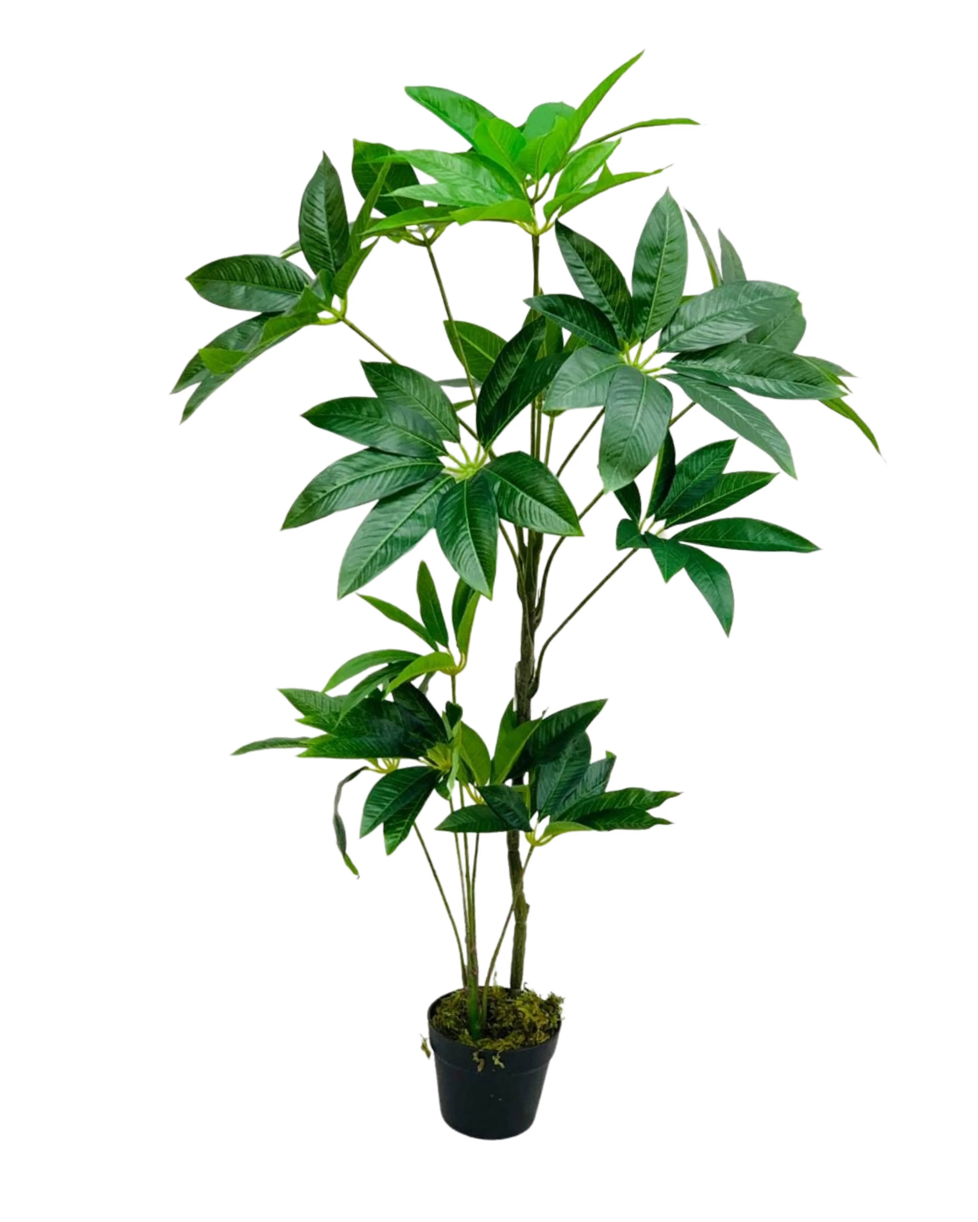 Pachira Money Tree