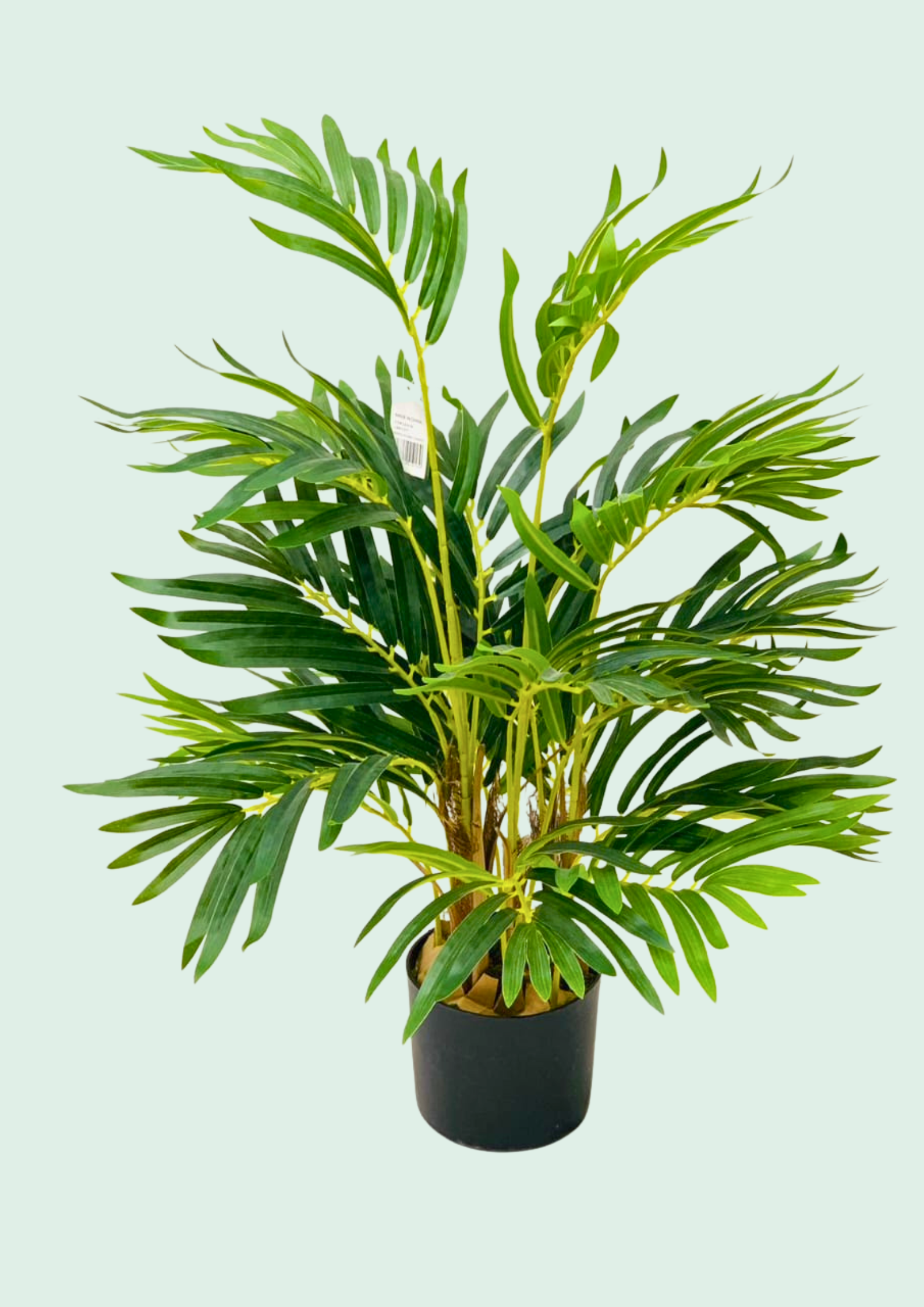 Parlor Palm Potted