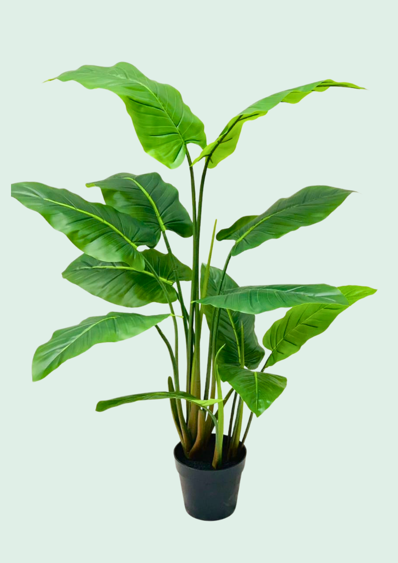 Philodendron Heartleaf Potted