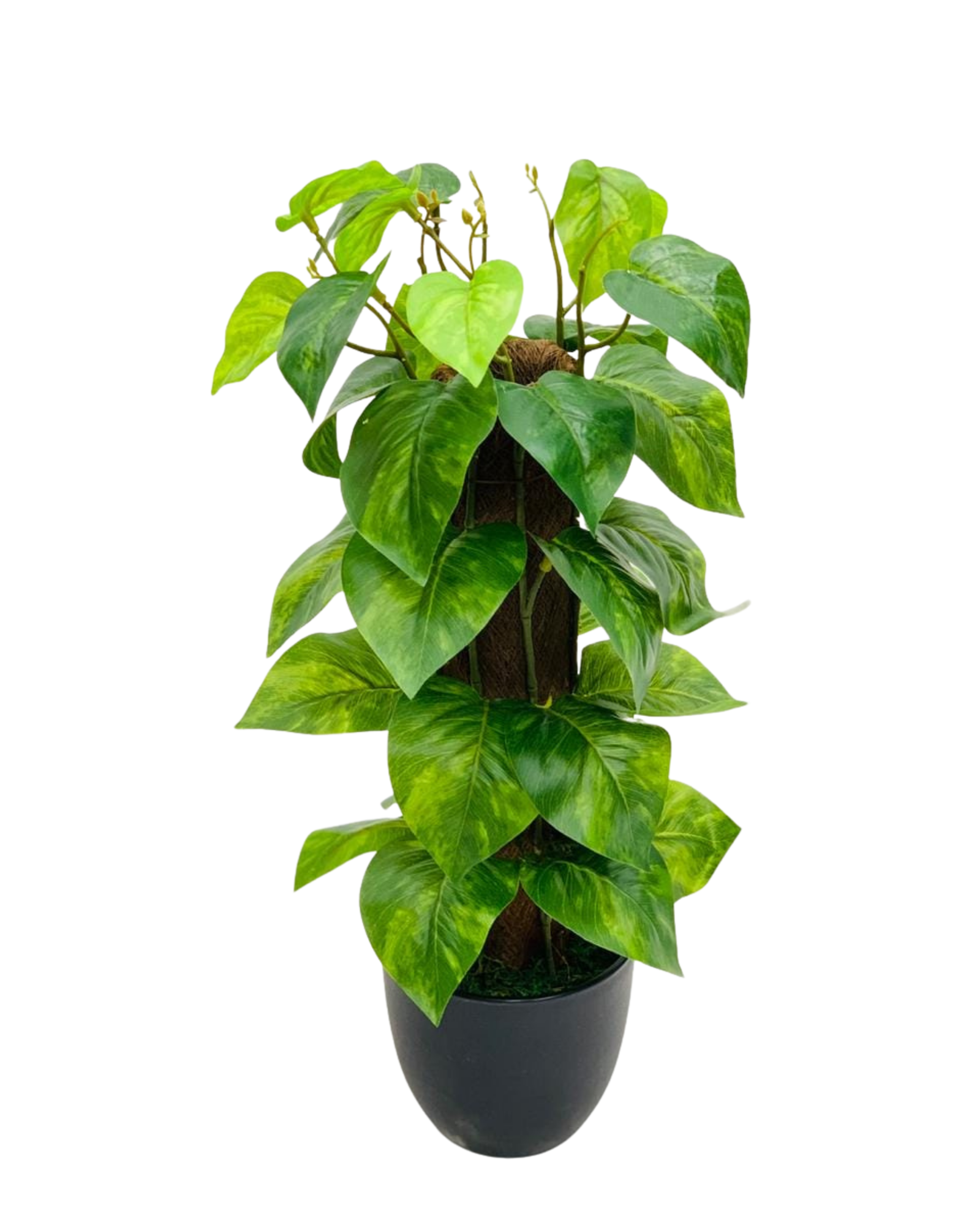 Pothos on Moss Pole