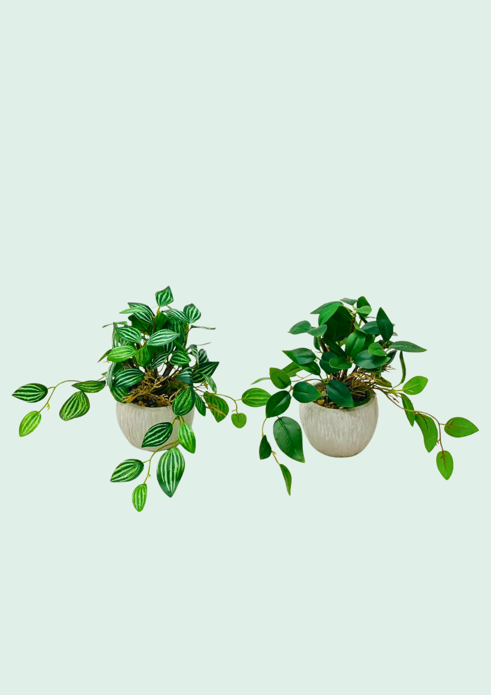 Potted Trailing Plant Duo